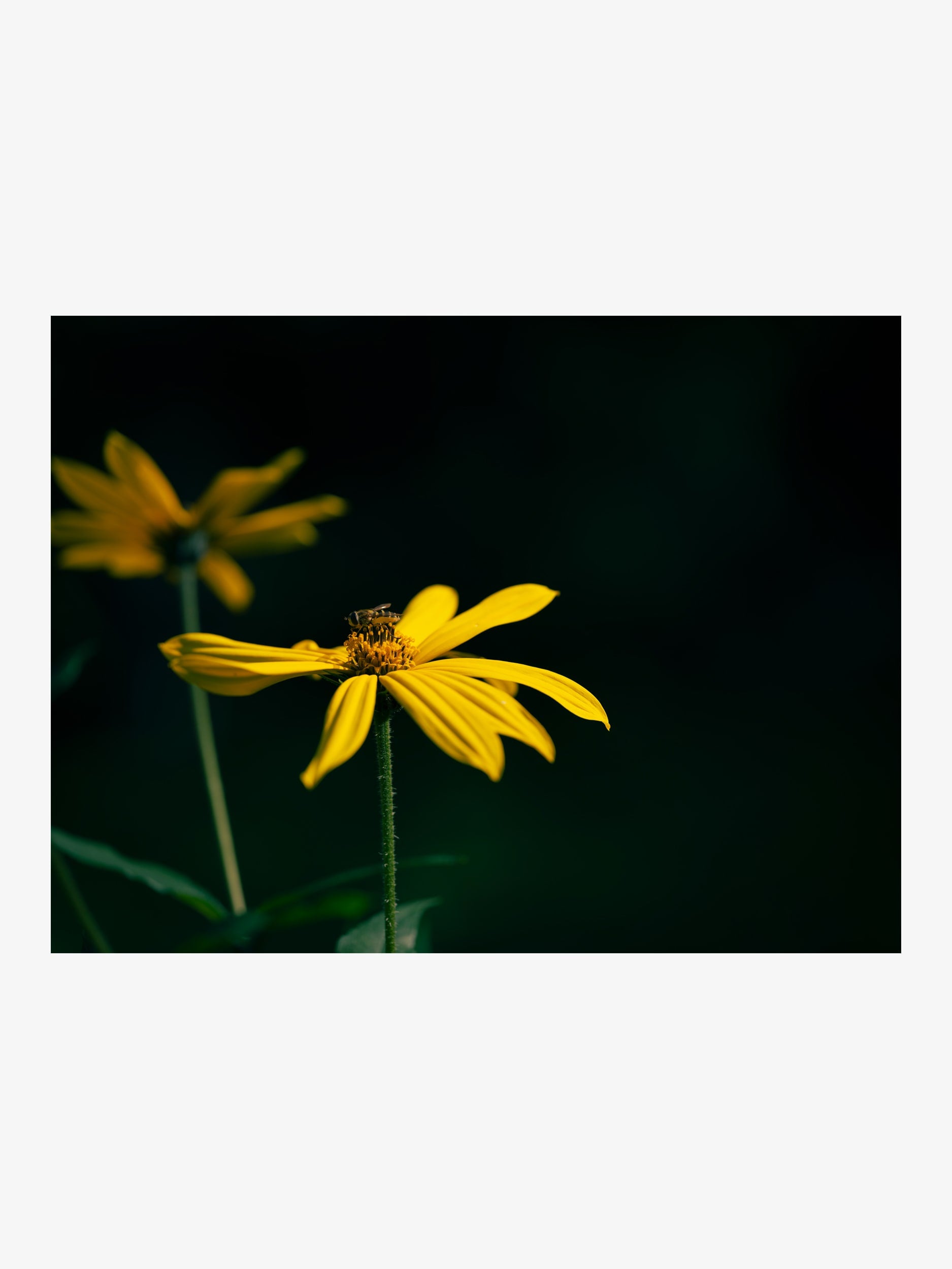Jerusalem Artichoke with Bee – Fine Art Print for Interior Decor