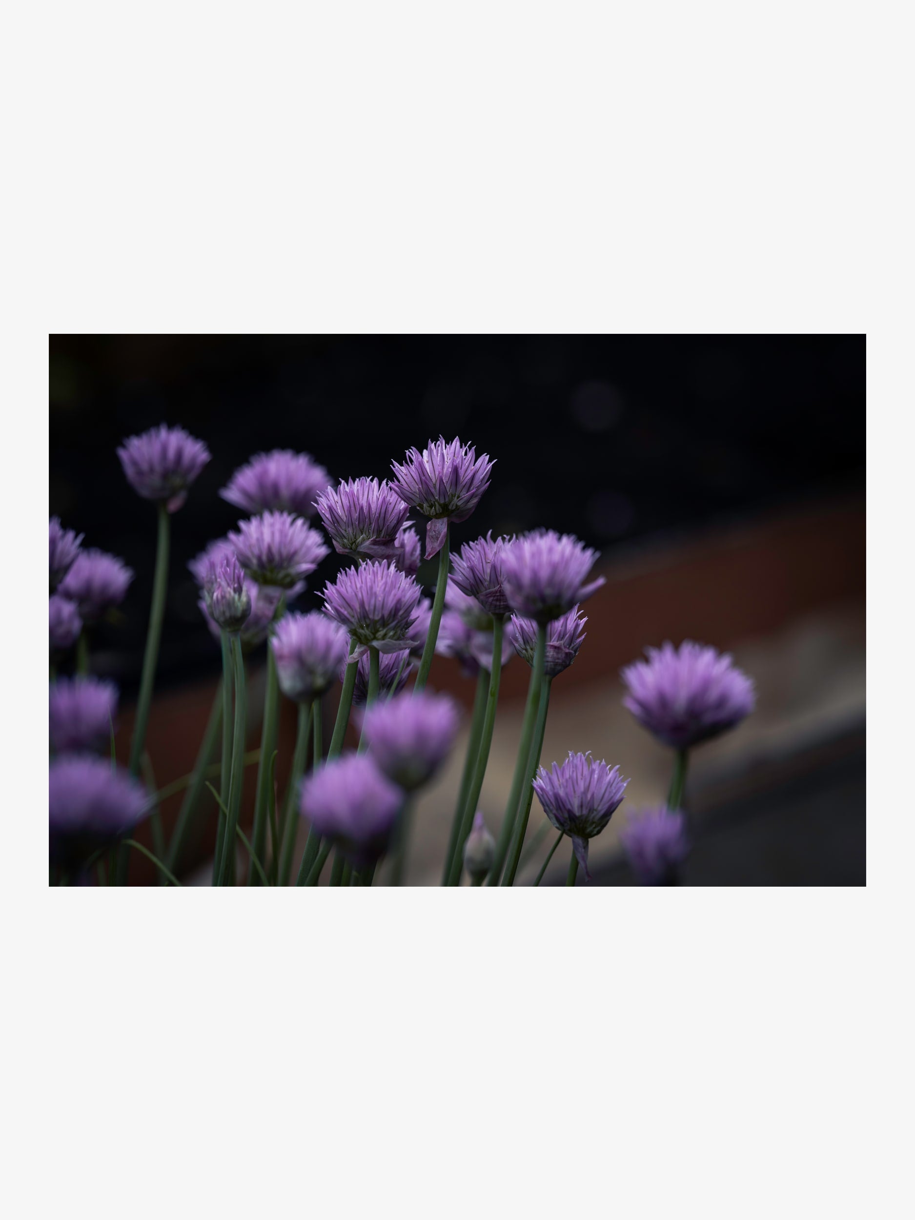 Purple Chives Blossoms – Fine Art Print for Interior Decor