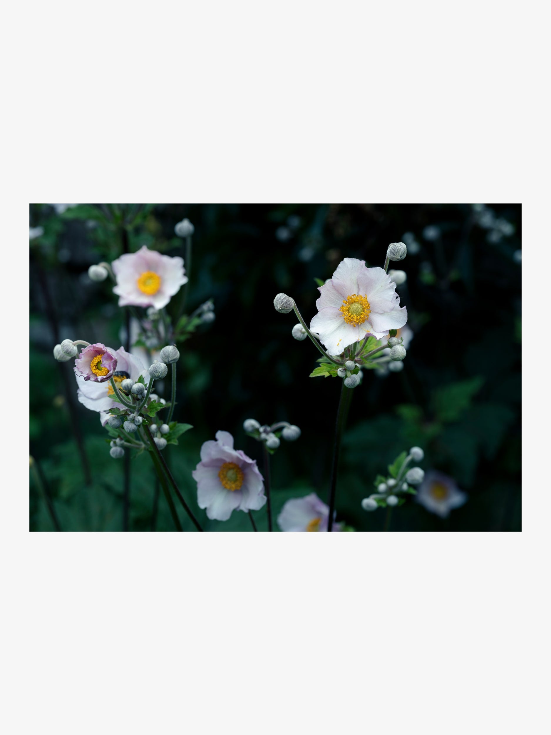 Japanese Anemone in the Garden – Fine Art Print for Interior Decor