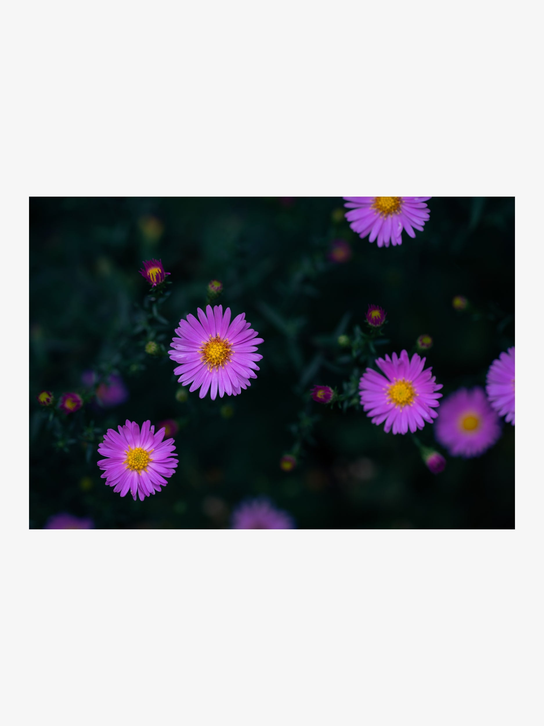 Purple Asters in the Garden – Fine Art Print for Interior Decor