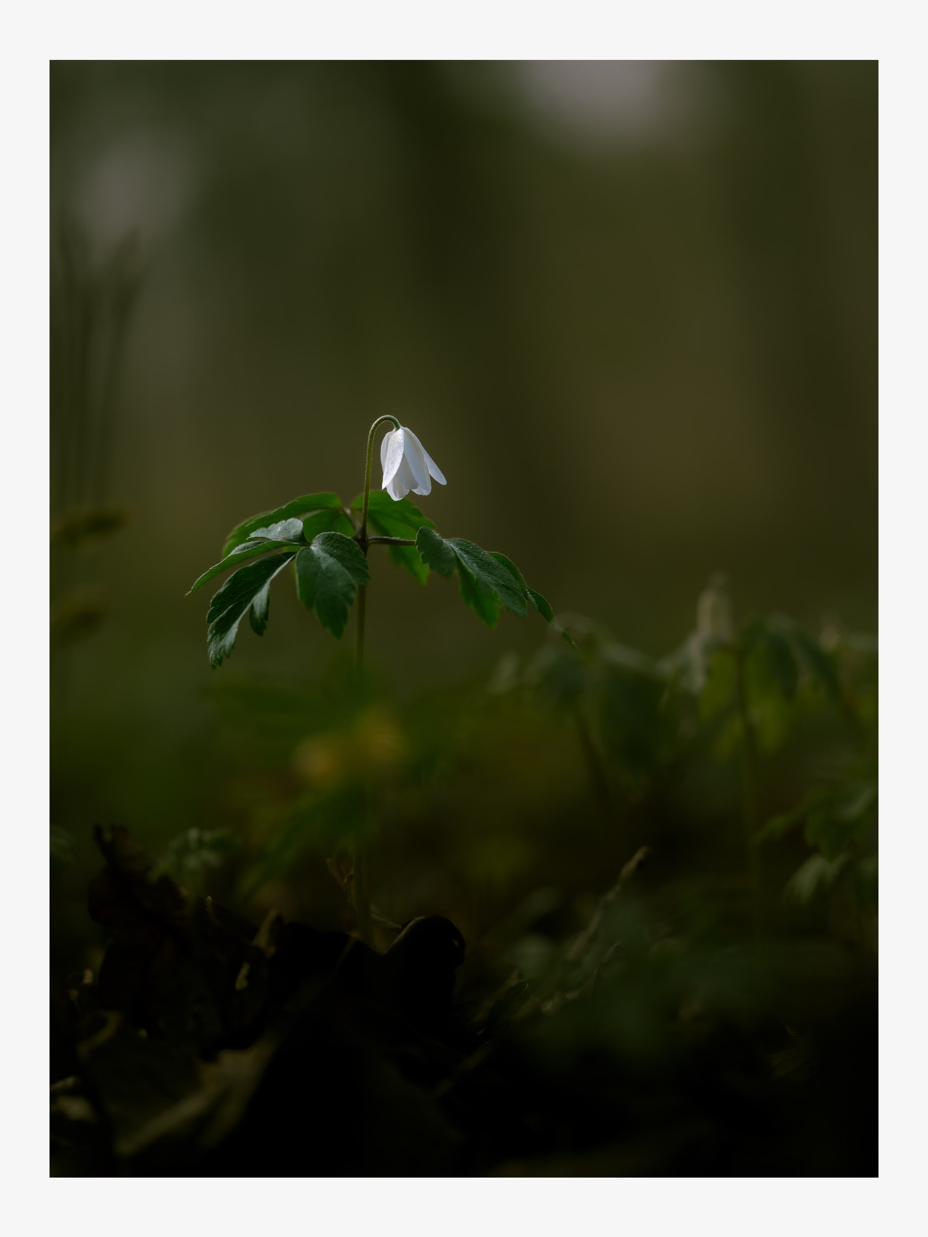 Wood Anemone in the Forest – Fine Art Print for Interior Decor
