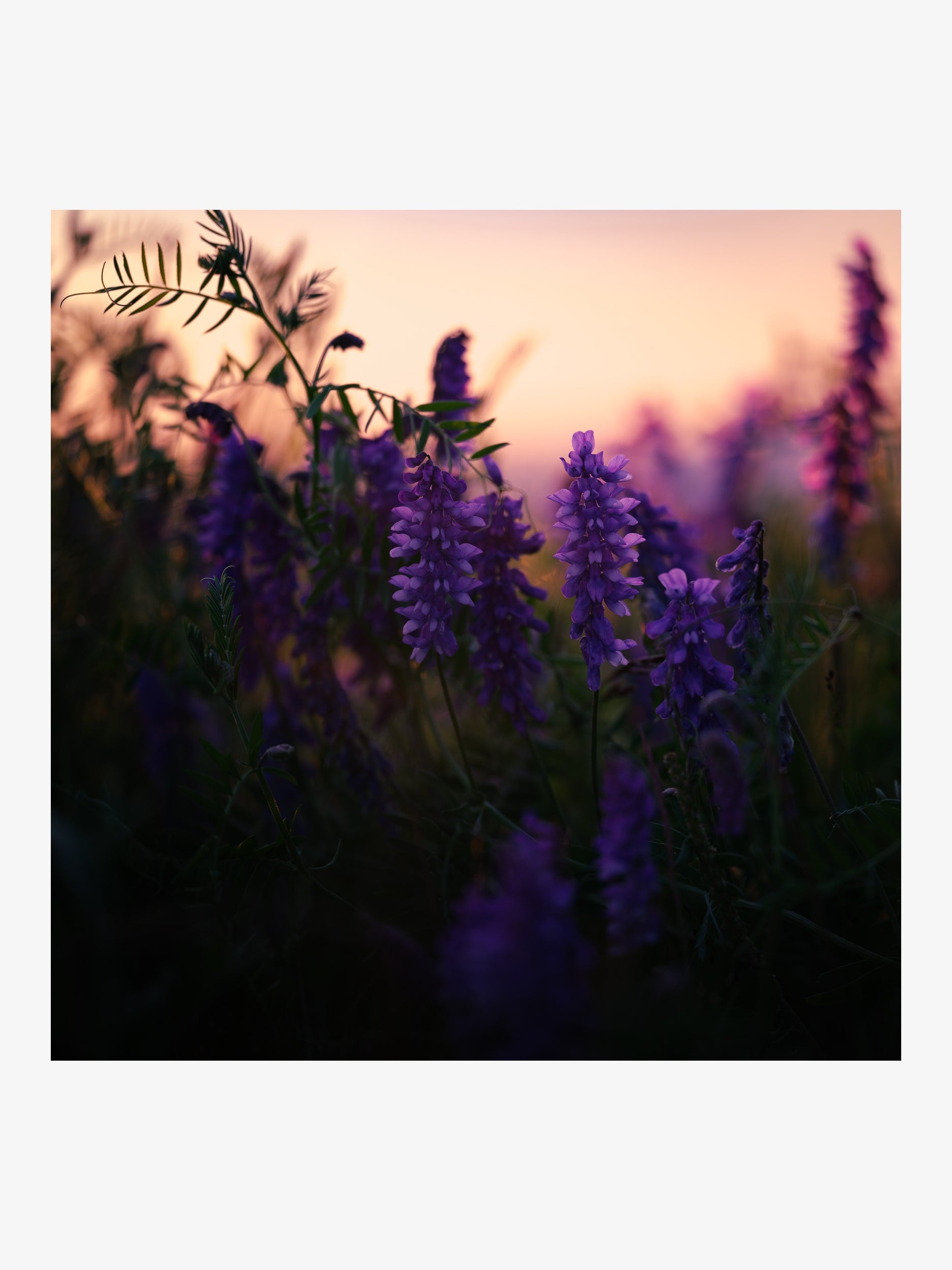 Purple Vicia Cracca at Sunset – Fine Art Print for Interior Decor