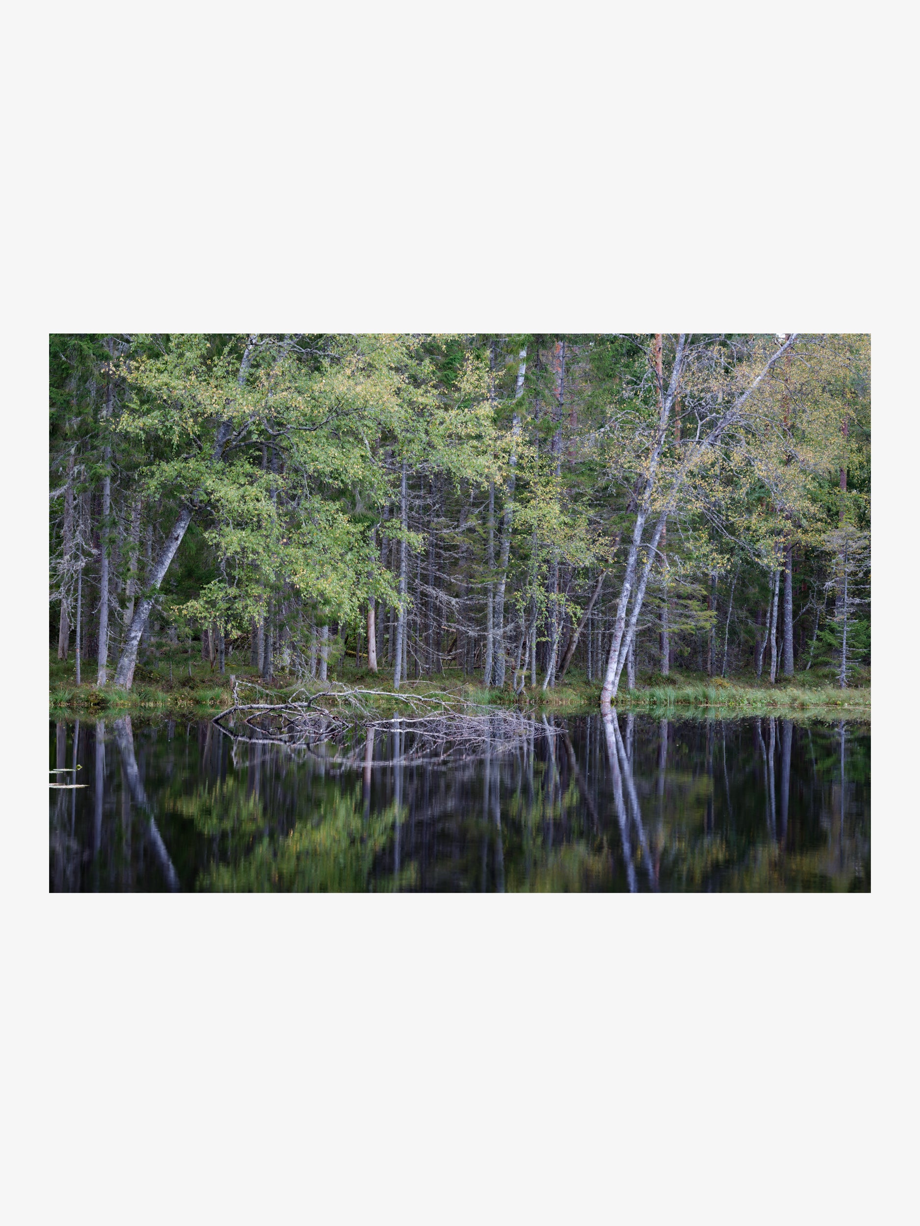 Calm Forest Reflection – Nordic Nature Fine Art Print