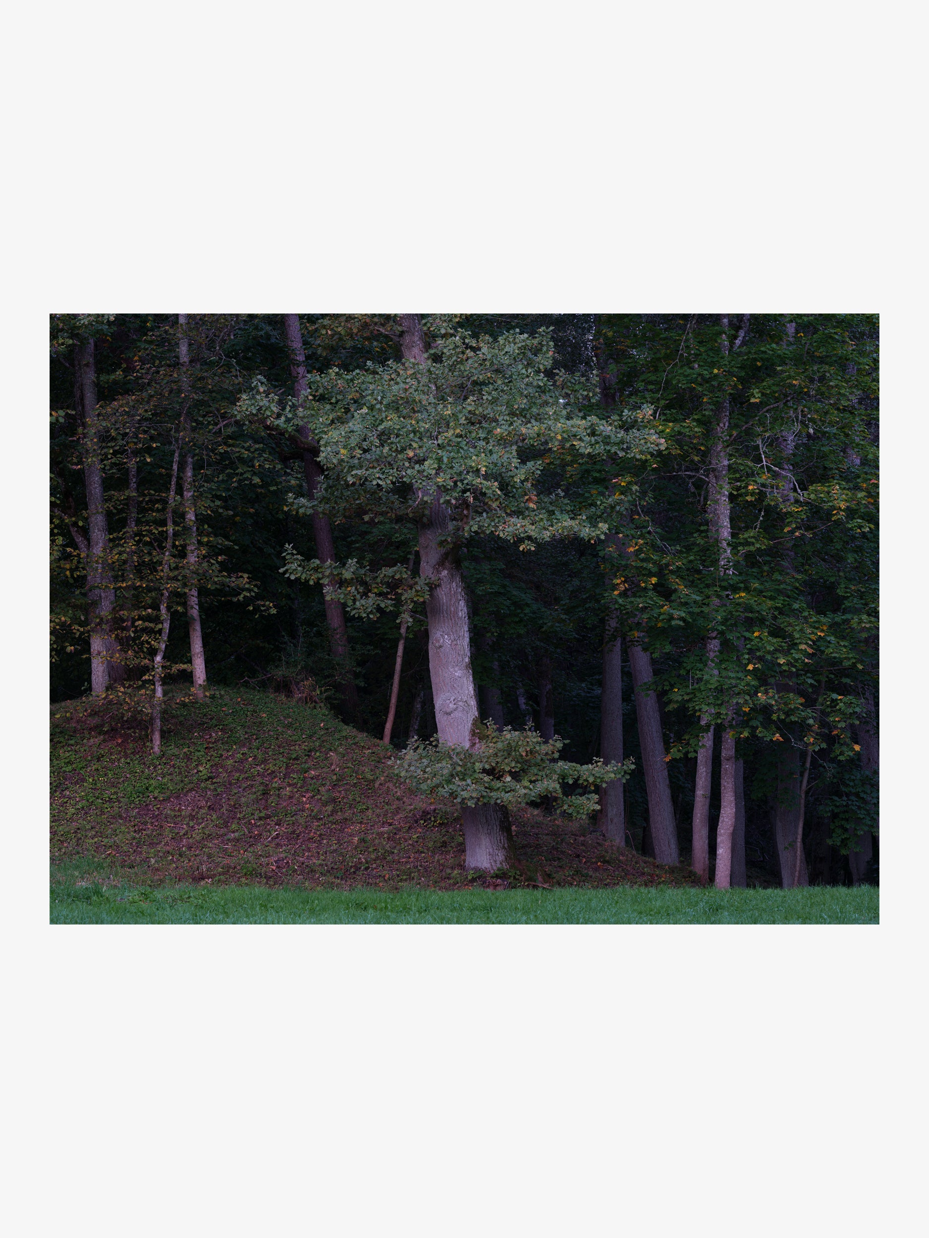Forest Edge Tree – Natural Landscape Fine Art Print