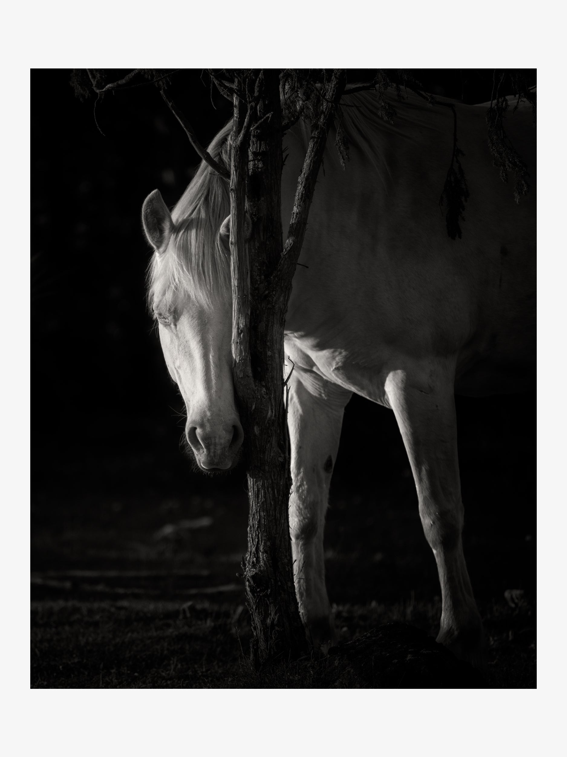 White Horse – Minimalist Black and White Fine Art Print