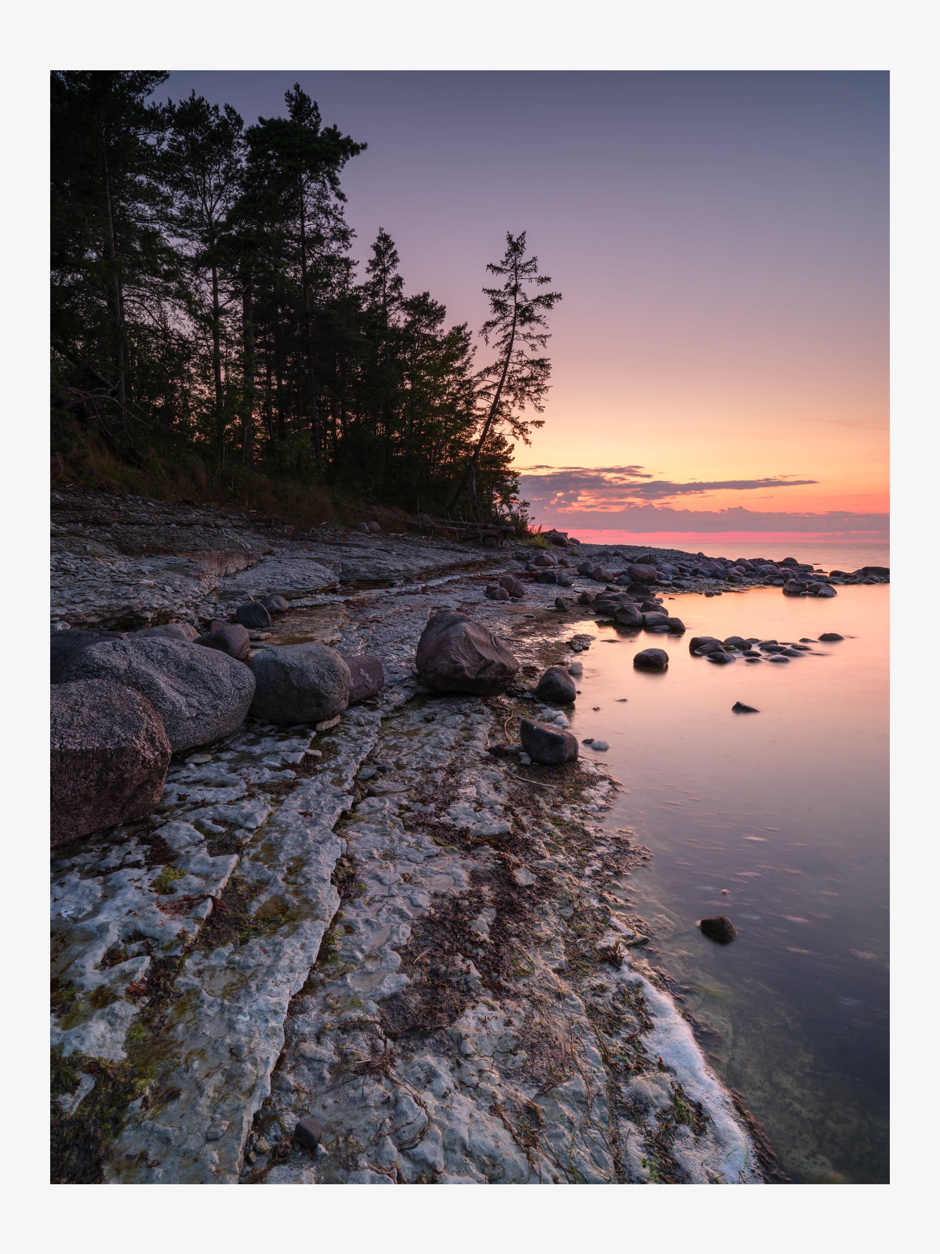 Sunset by the Pine Coast – Baltic Seascape with Gentle Light Fine Art Print