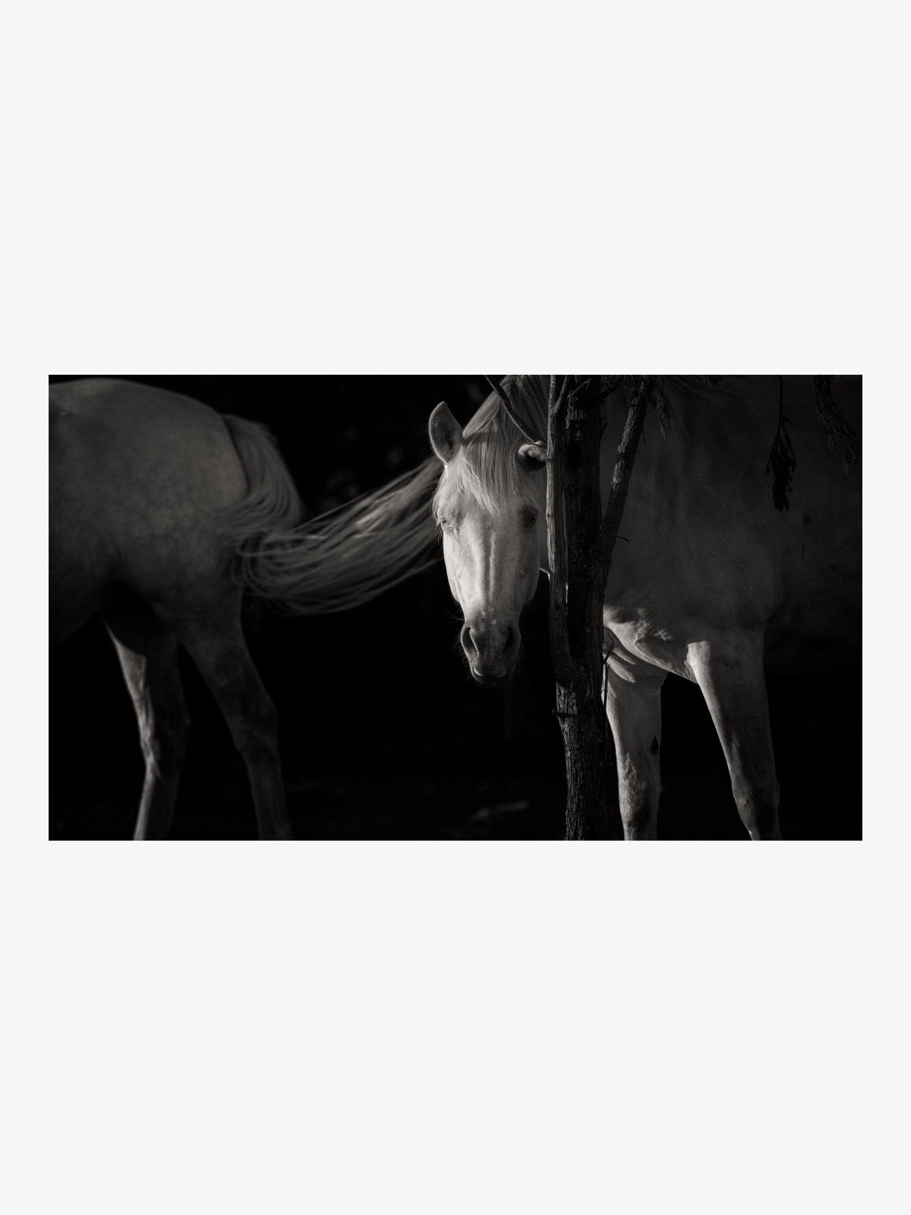 White Horses in Soft Light – Fine Art Black and White Print