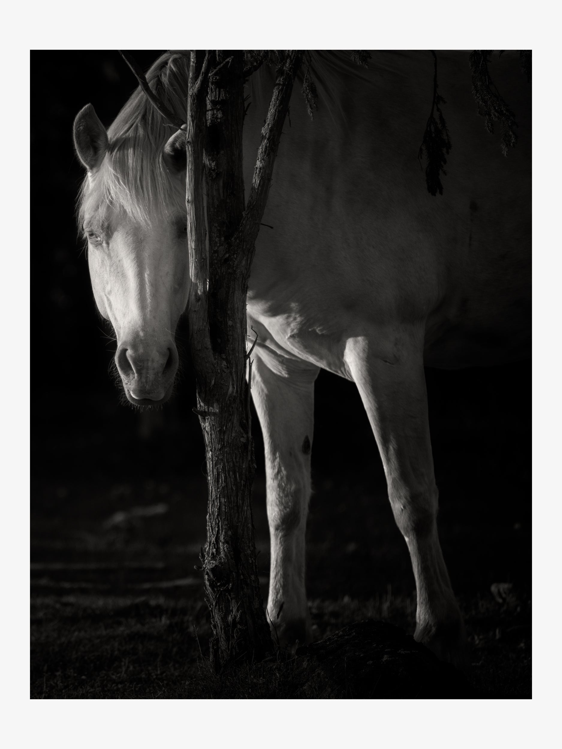 White Horse Behind a Tree – Black and White Fine Art Print