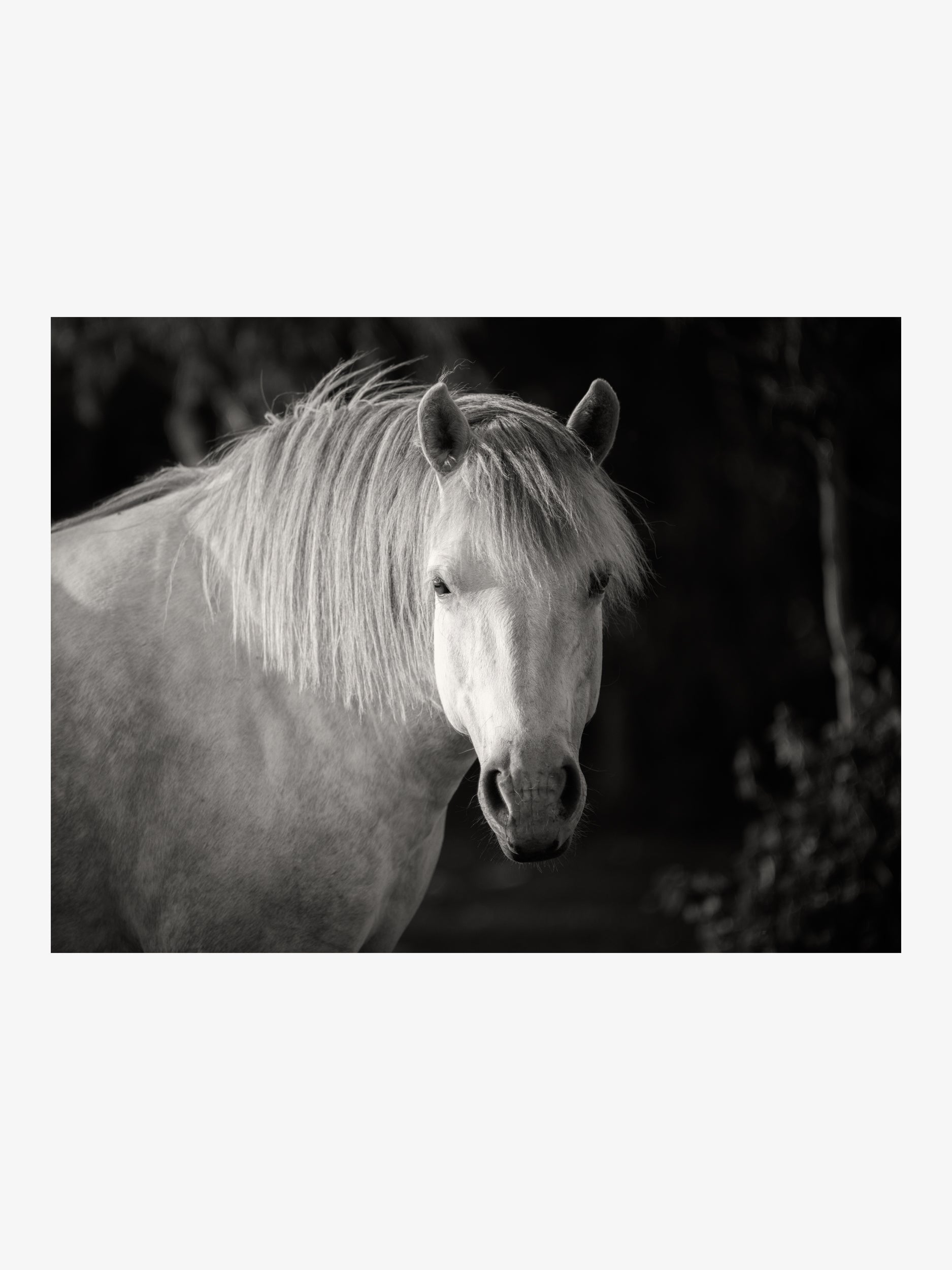 White Horse in Sunlight – Black and White Fine Art Print