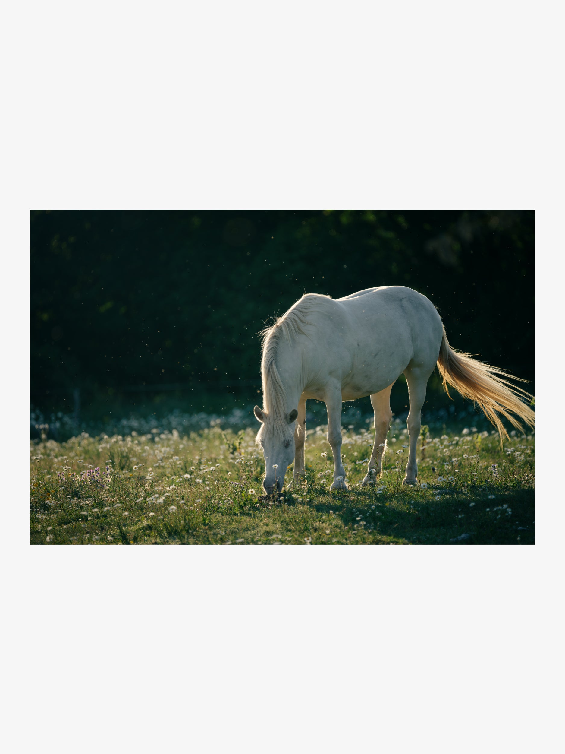 White Horse in Evening Light – Fine Art Print