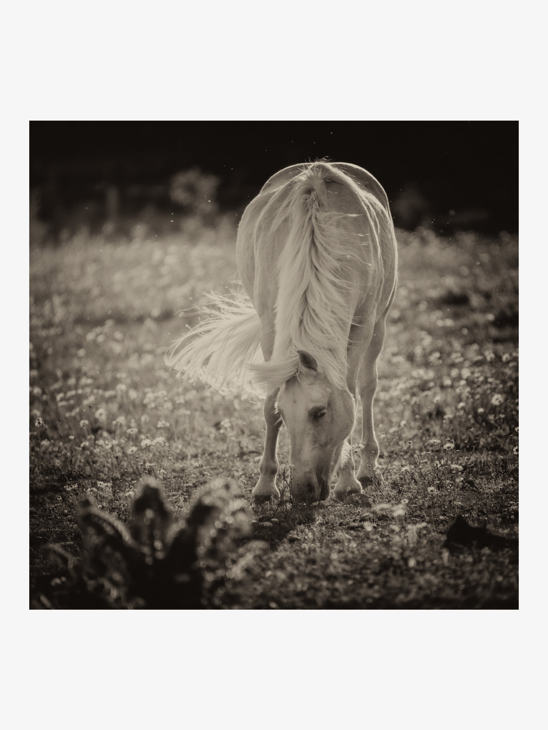 White Horse in the Field – Monochrome Fine Art Print