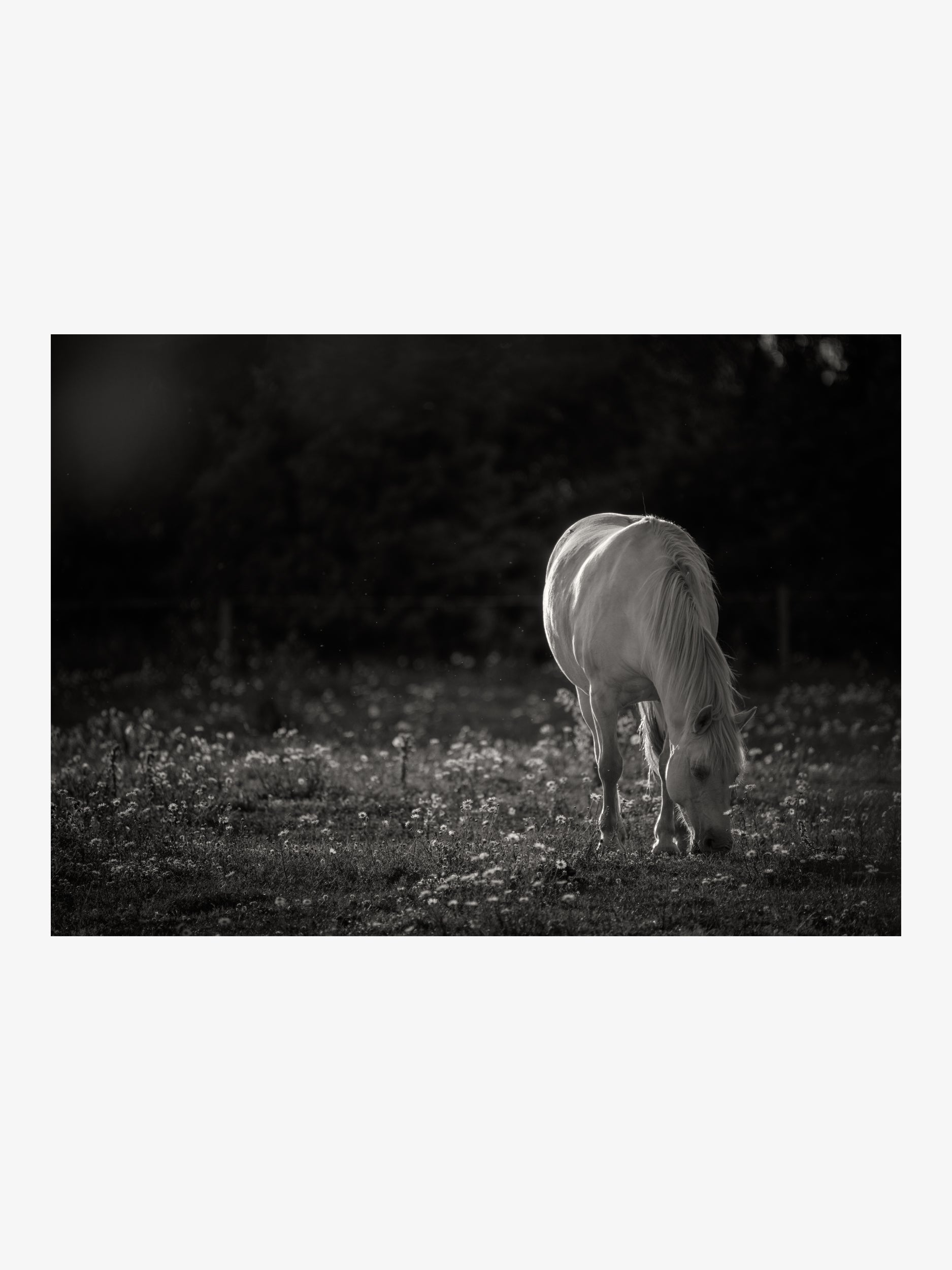 White Horse in Evening Meadow – Black and White Fine Art Print
