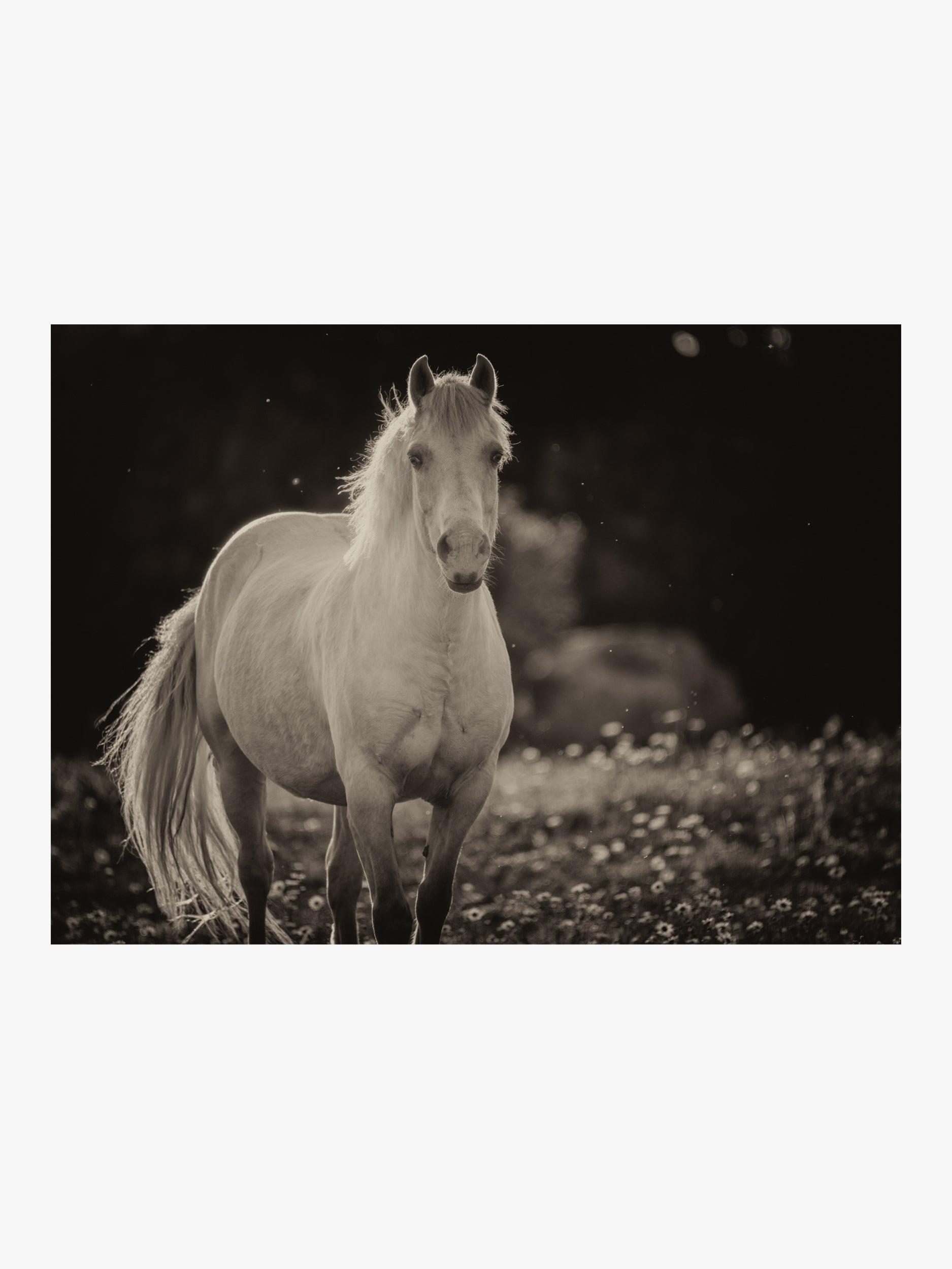 White Horse at Sunset – Fine Art Print