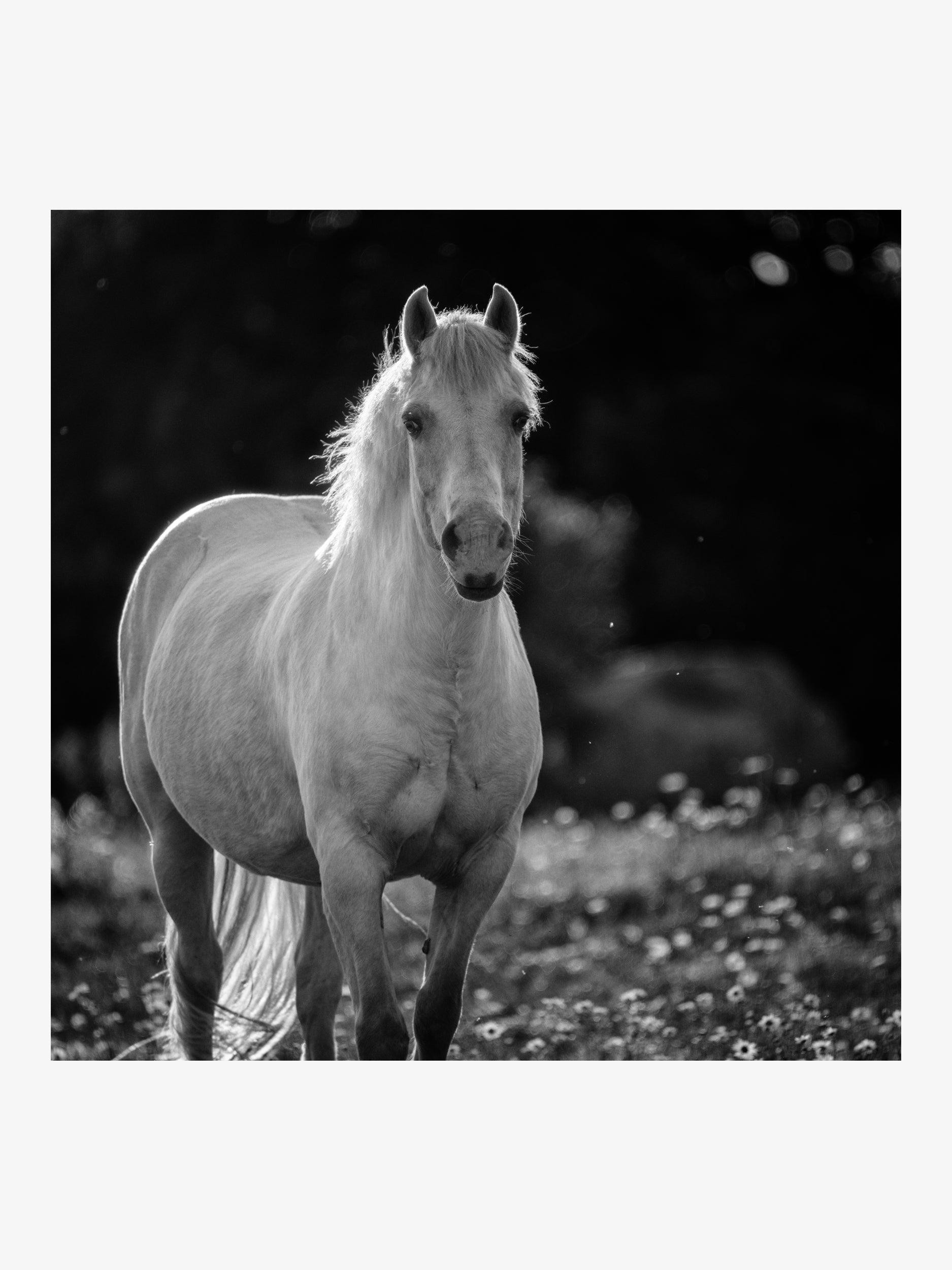 White Horse in the Meadow – Black and White Fine Art Print