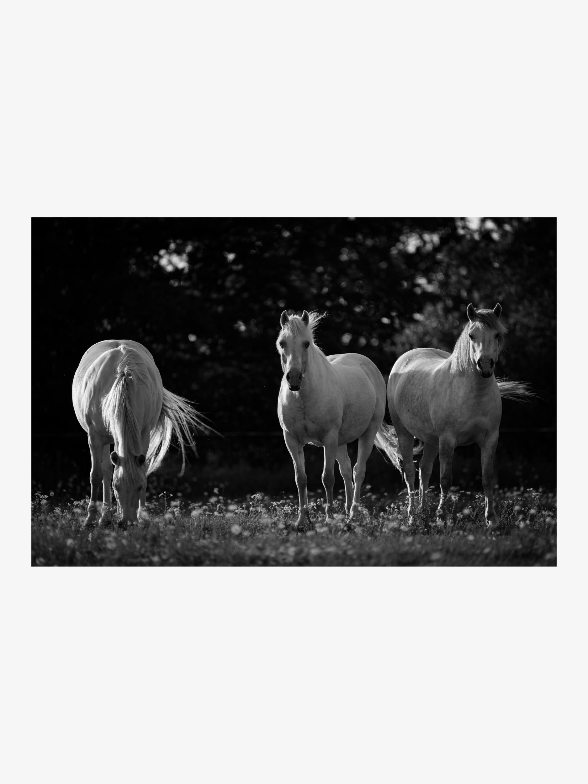 Three White Horses in the Meadow – Black and White Fine Art Print