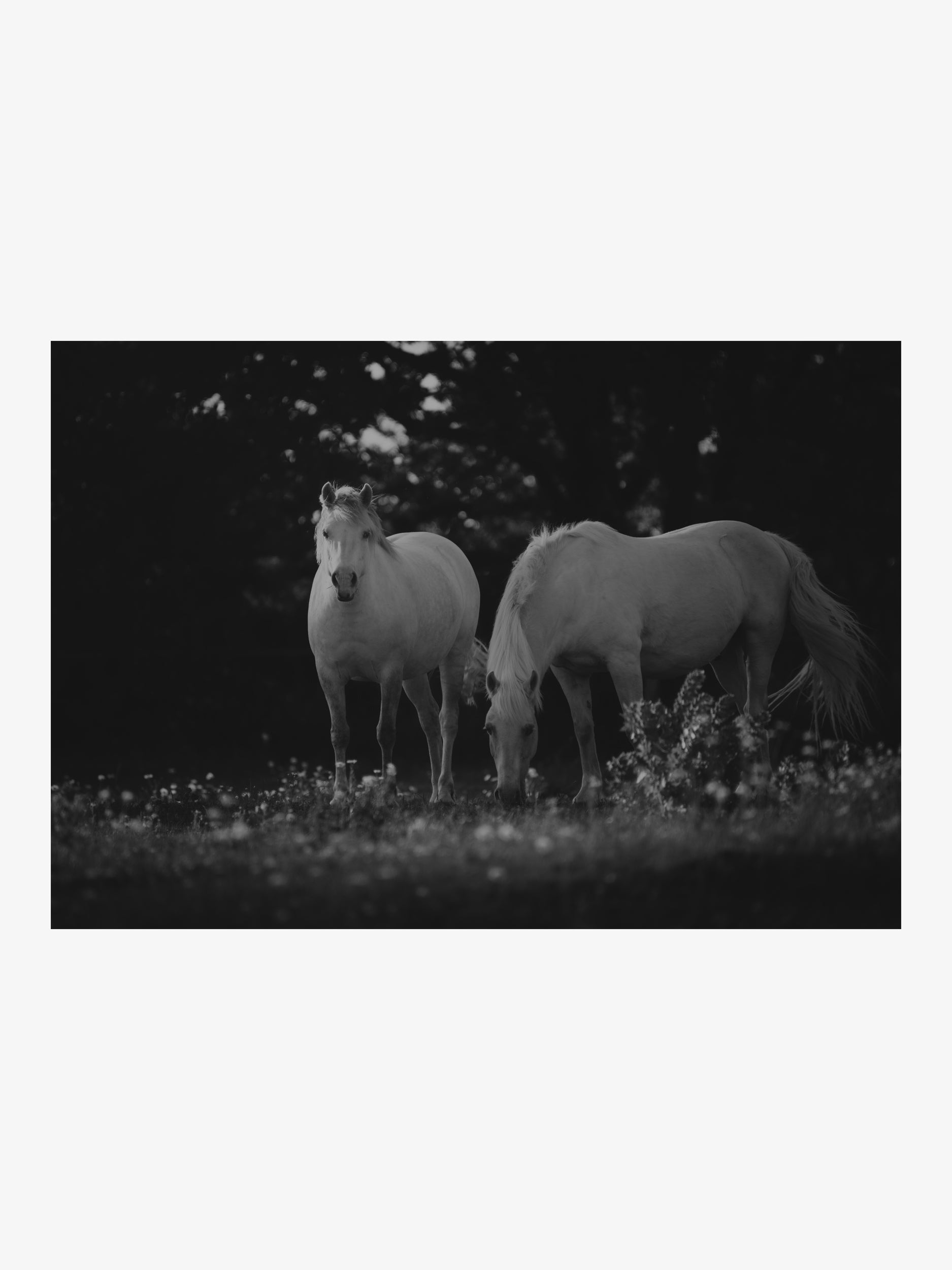 Two White Horses in the Meadow – Black and White Fine Art Print