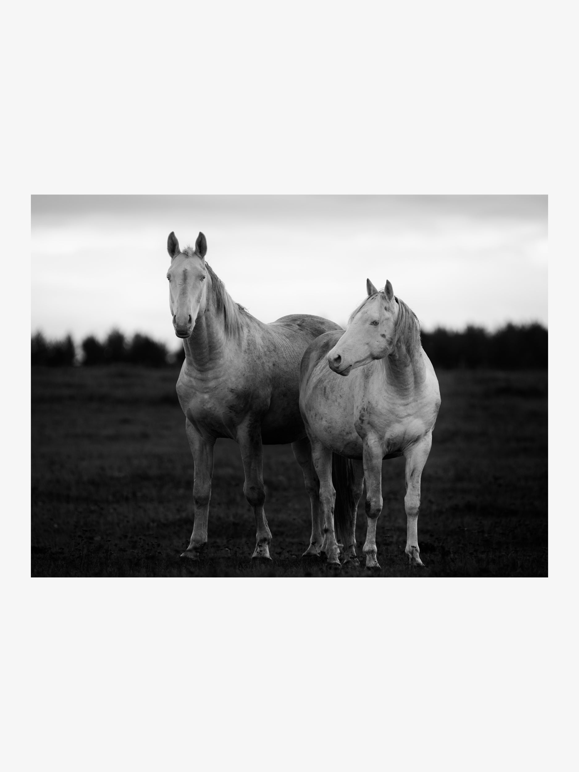 White Horses in the Open Field – Fine Art Print
