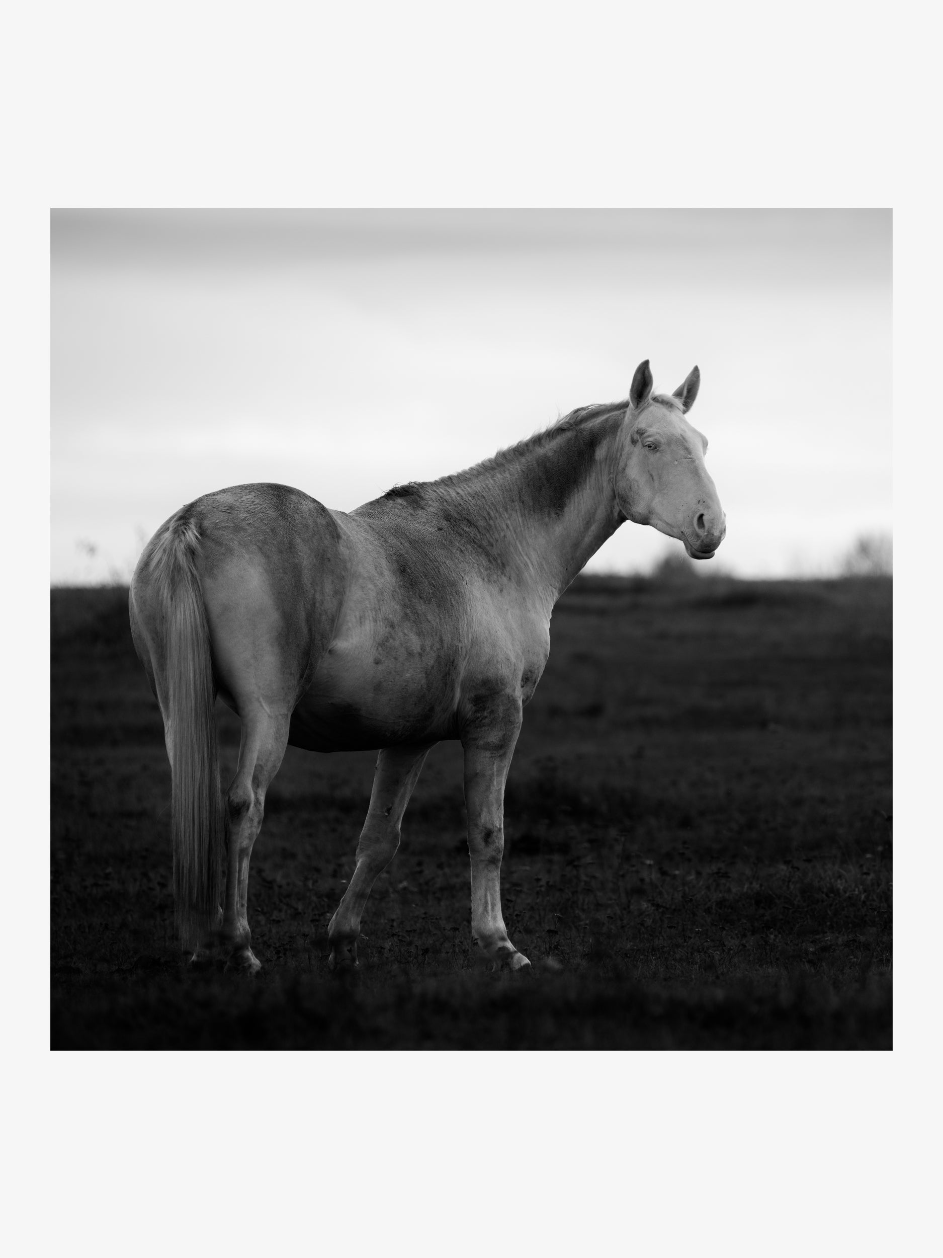 White Horse in the Field – Fine Art Print
