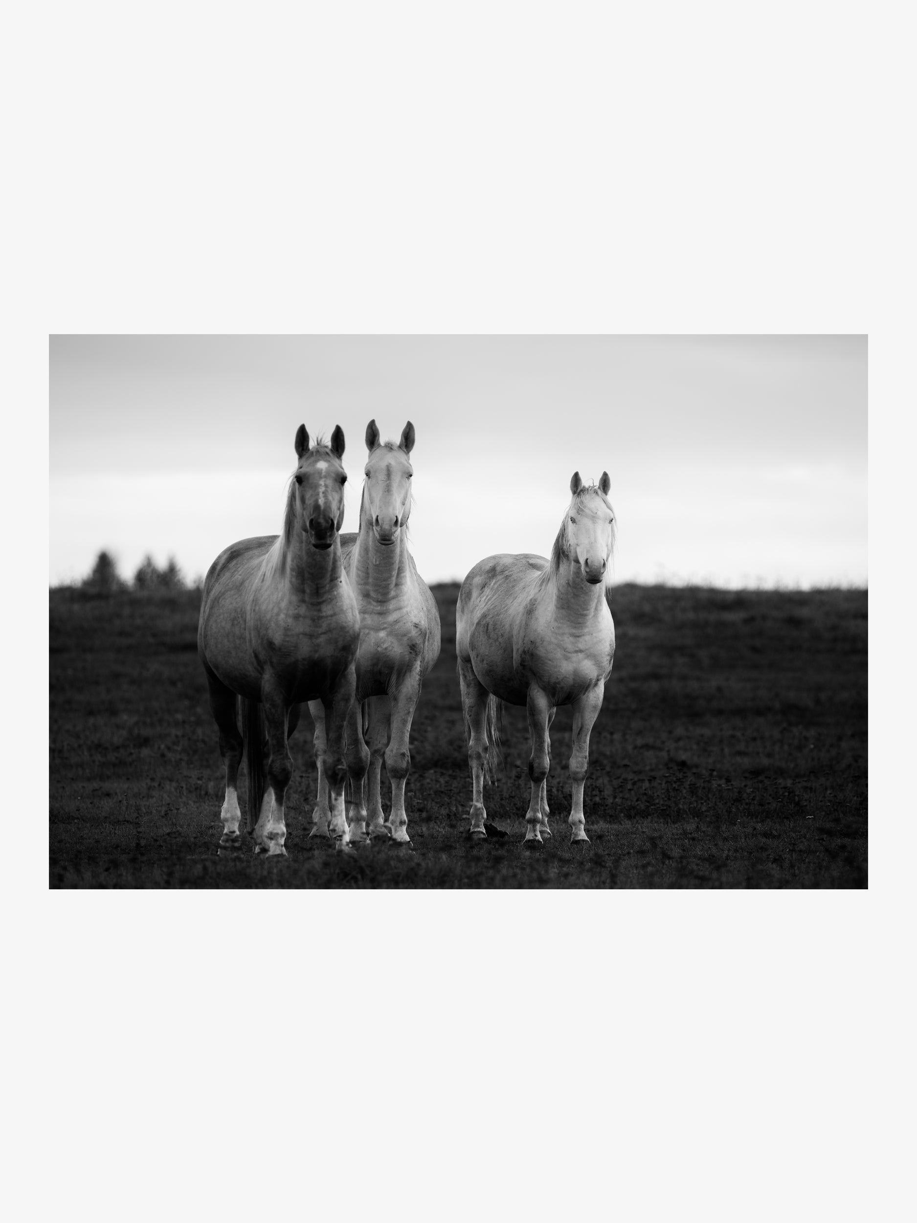 White Horses Standing Together – Fine Art Print