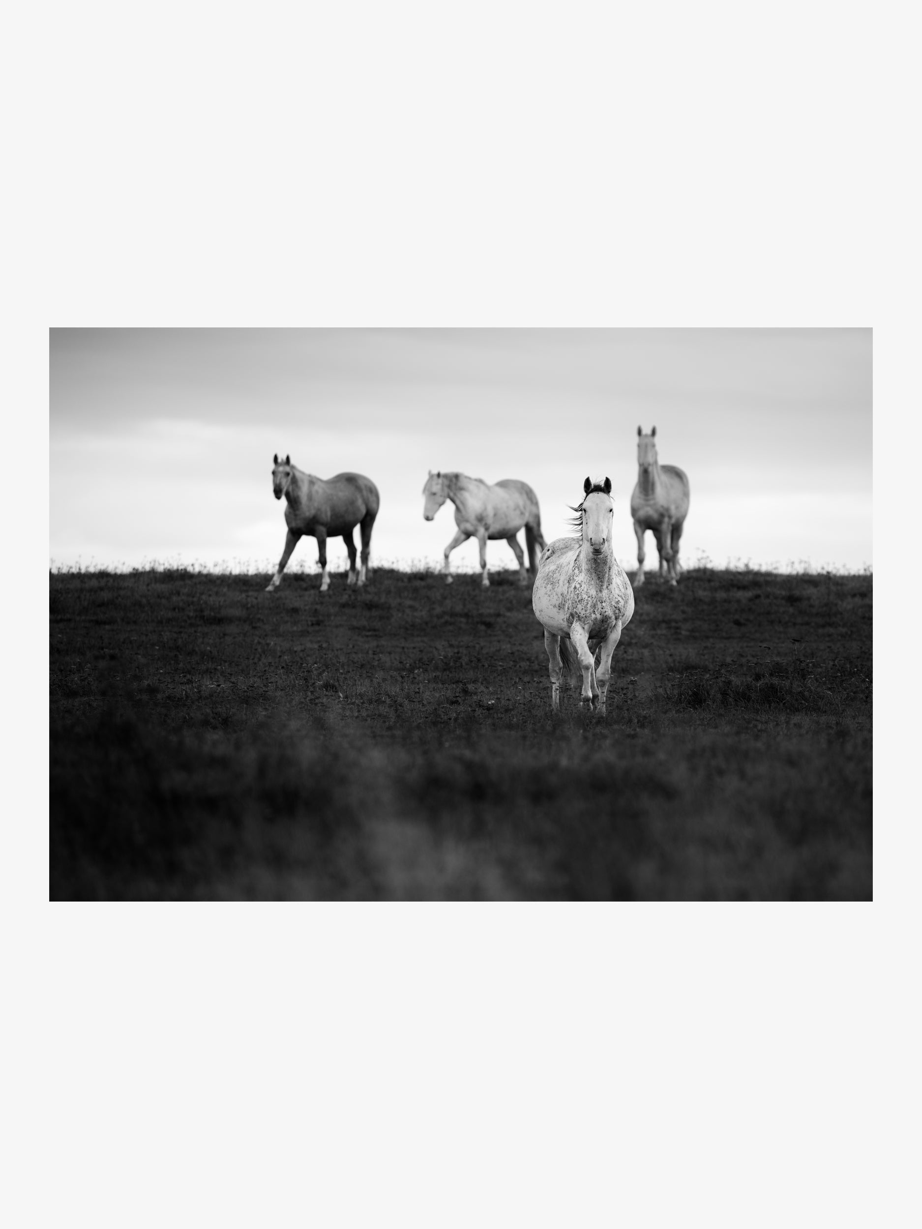 White Horses on the Hill – Fine Art Print