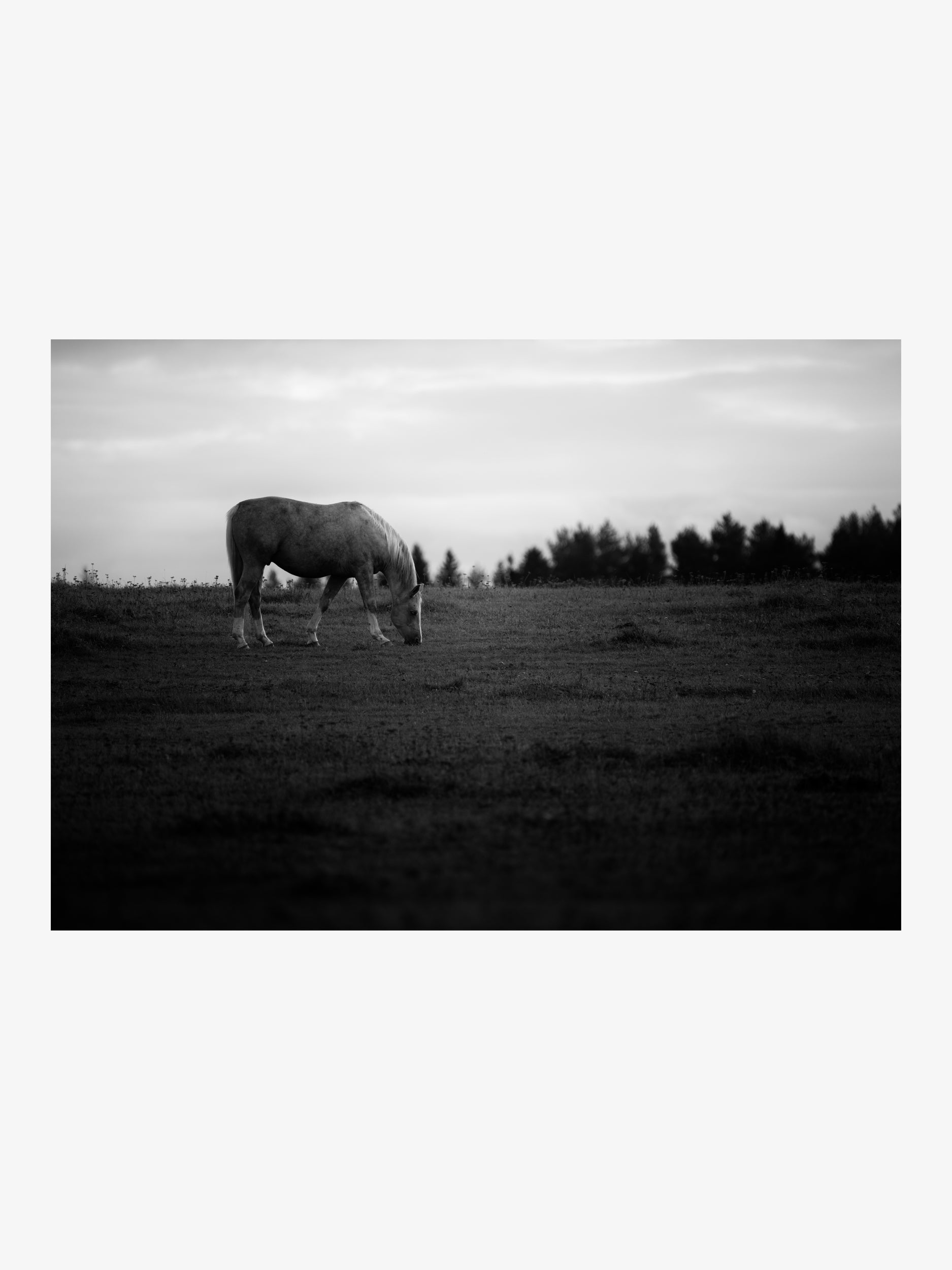 Bay Horse in the Field – Fine Art Print