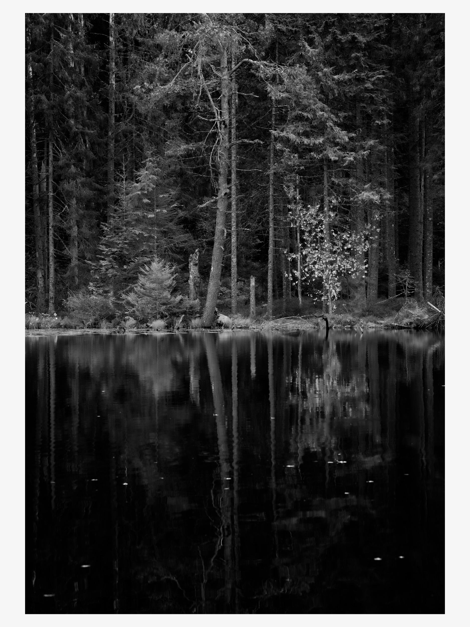 Black and White Forest Lake Reflection Wall Art Print