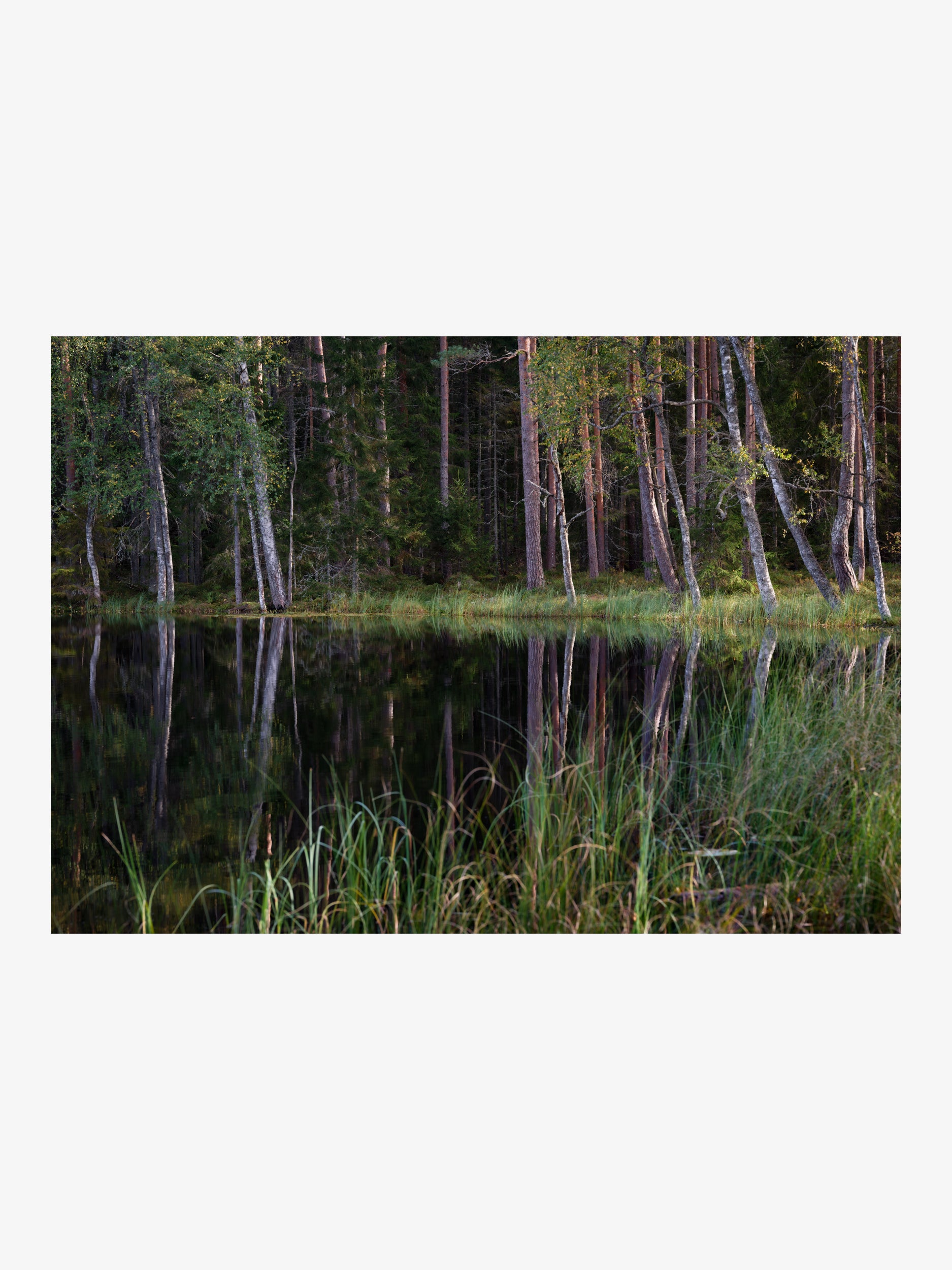 Forest Lake with Tree Reflections Wall Art Print