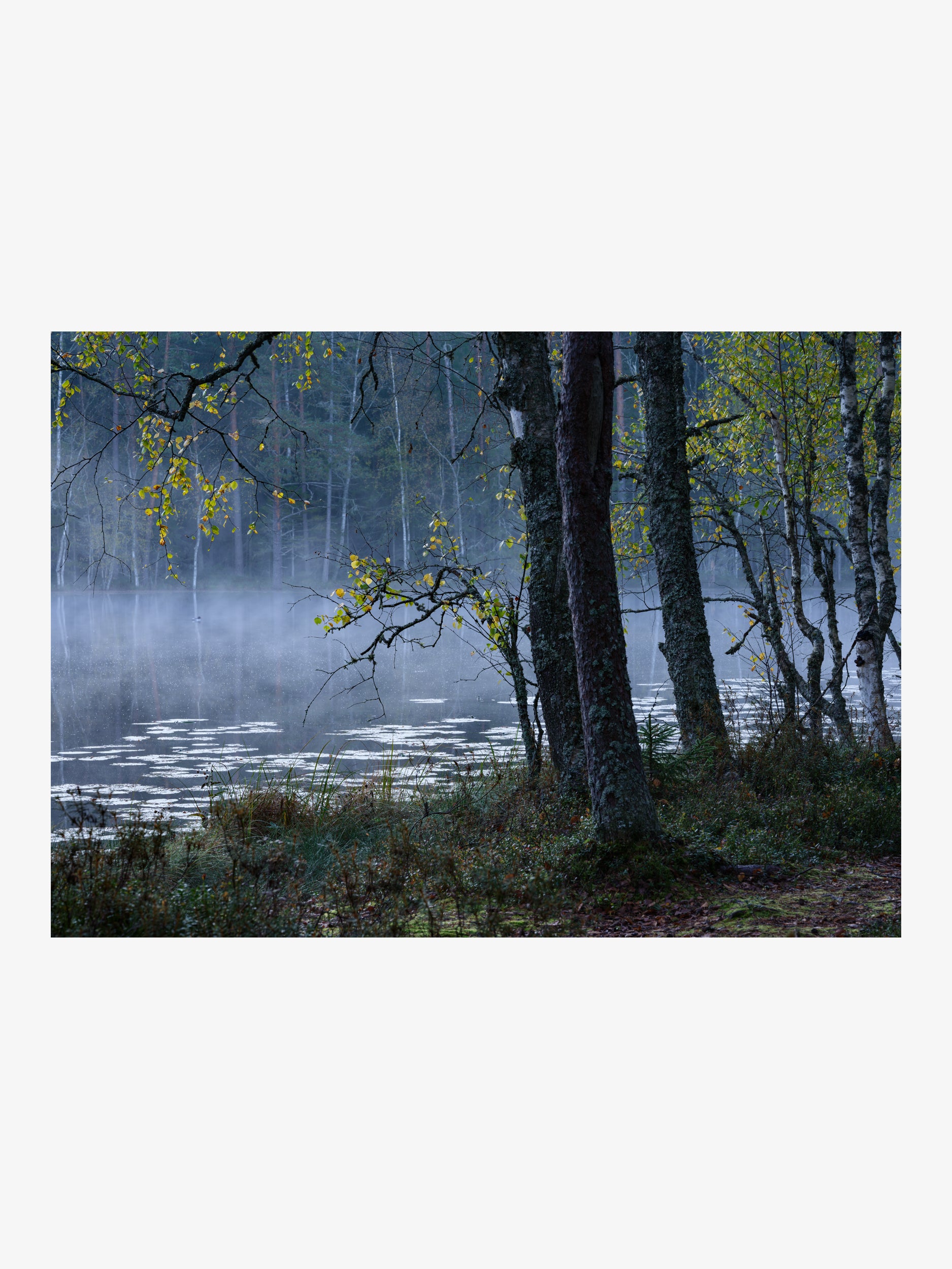 Misty Forest Lake with Birch Trees Wall Art Print