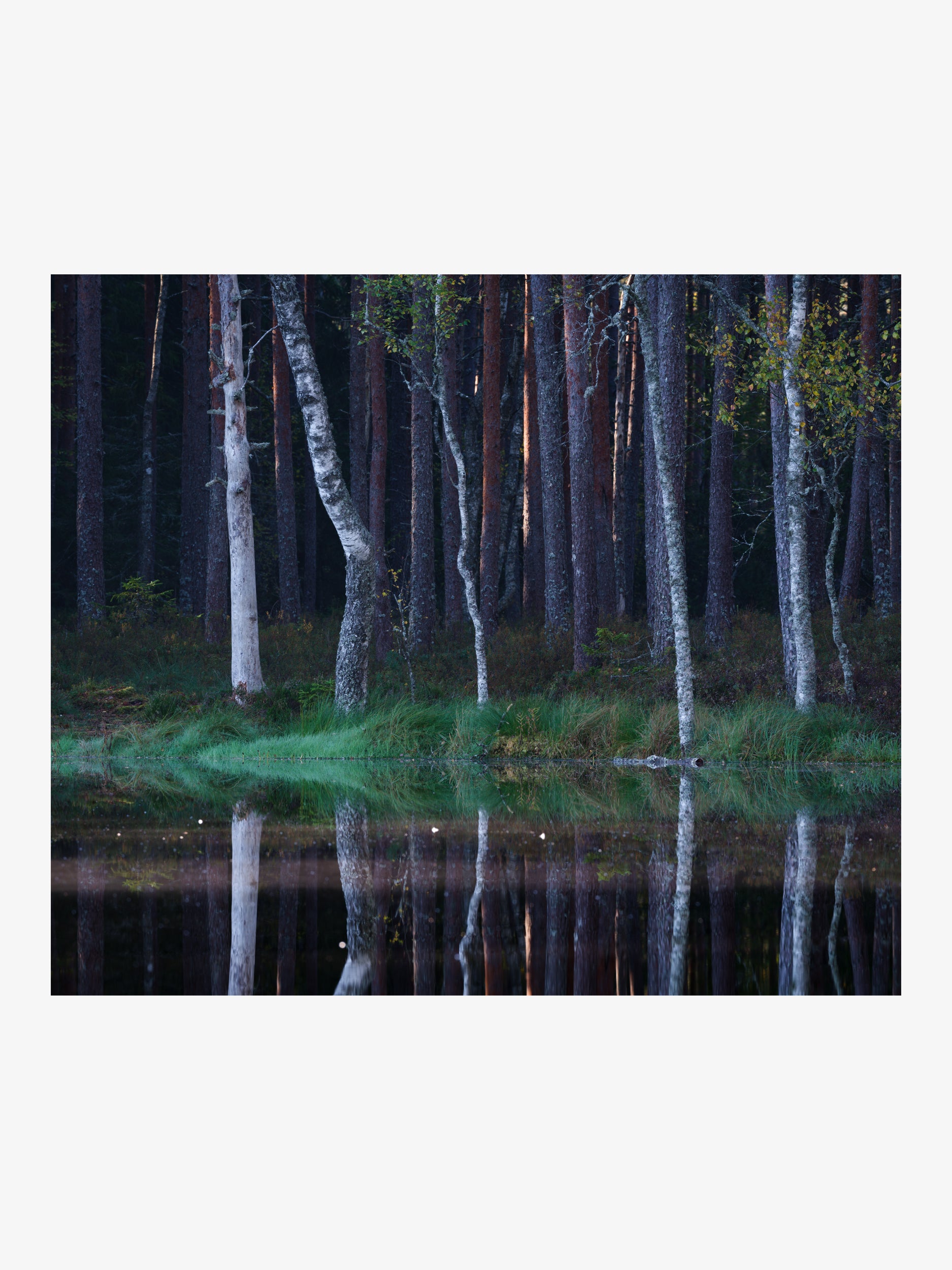 Birch Forest Reflections Wall Art Fine Art Print
