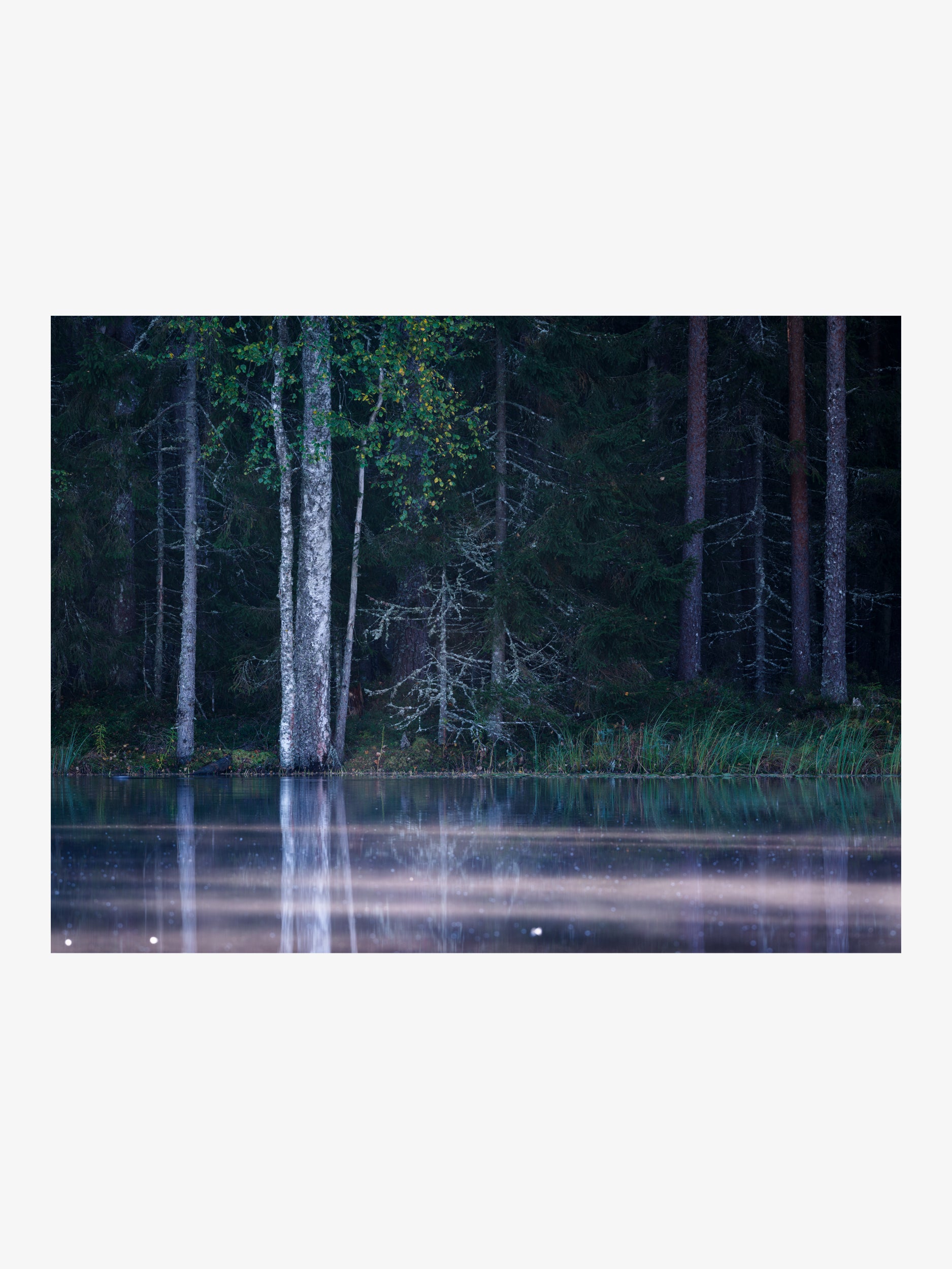 Quiet Forest by the Water Reflection Wall Art Print