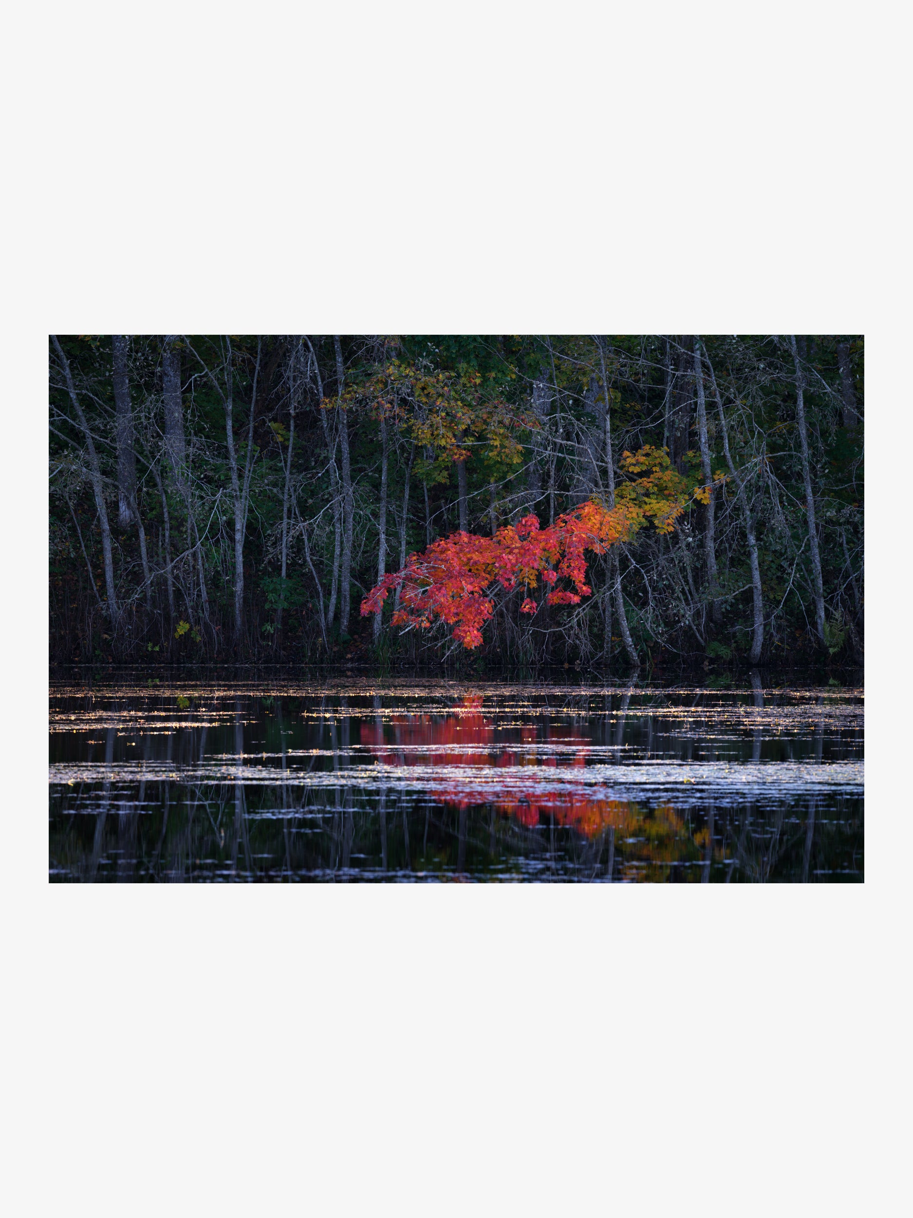 Autumn Maple Over Forest Lake Wall Art Print