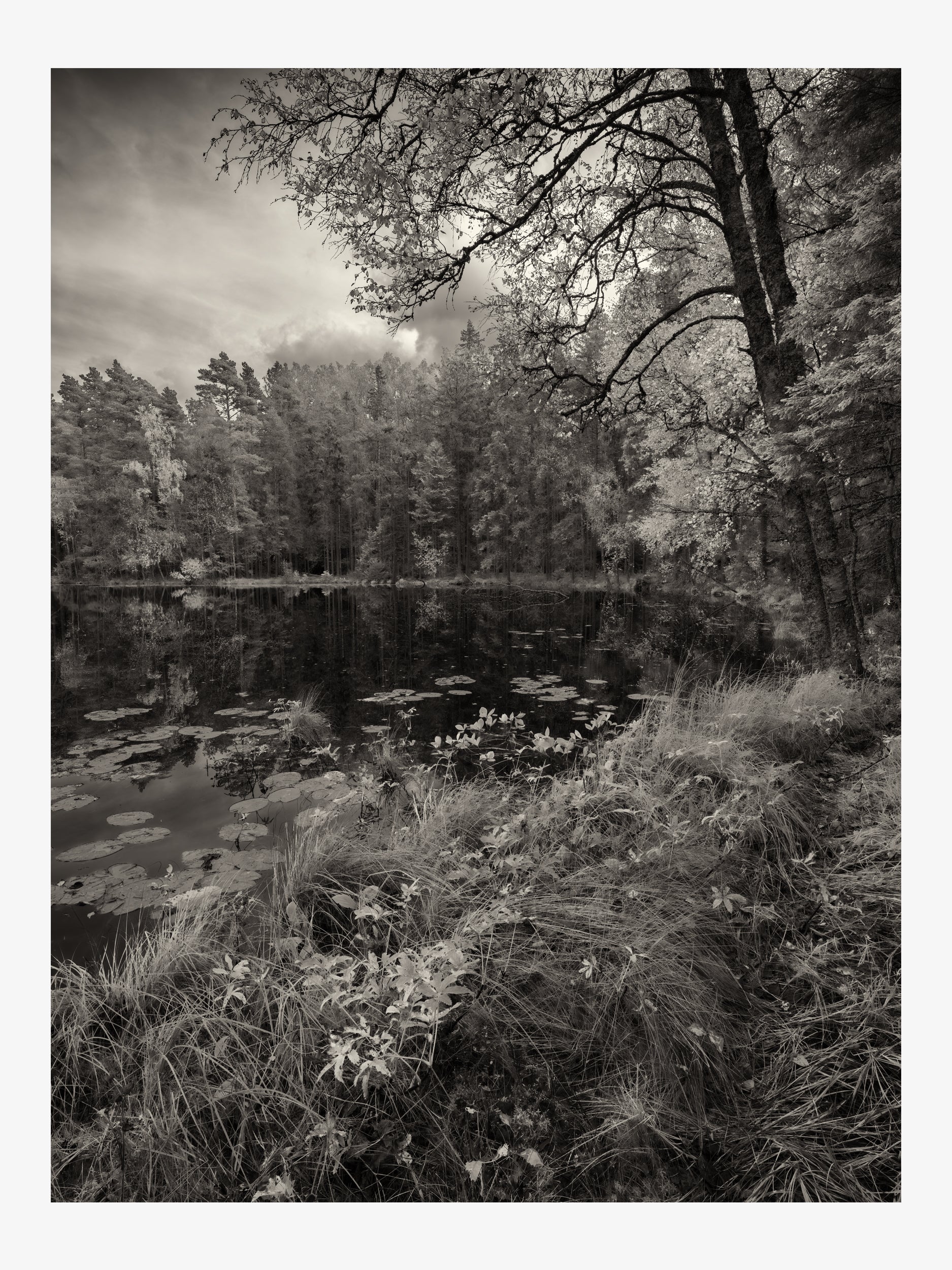 Black and White Forest Lake with Water Lilies Wall Art Print