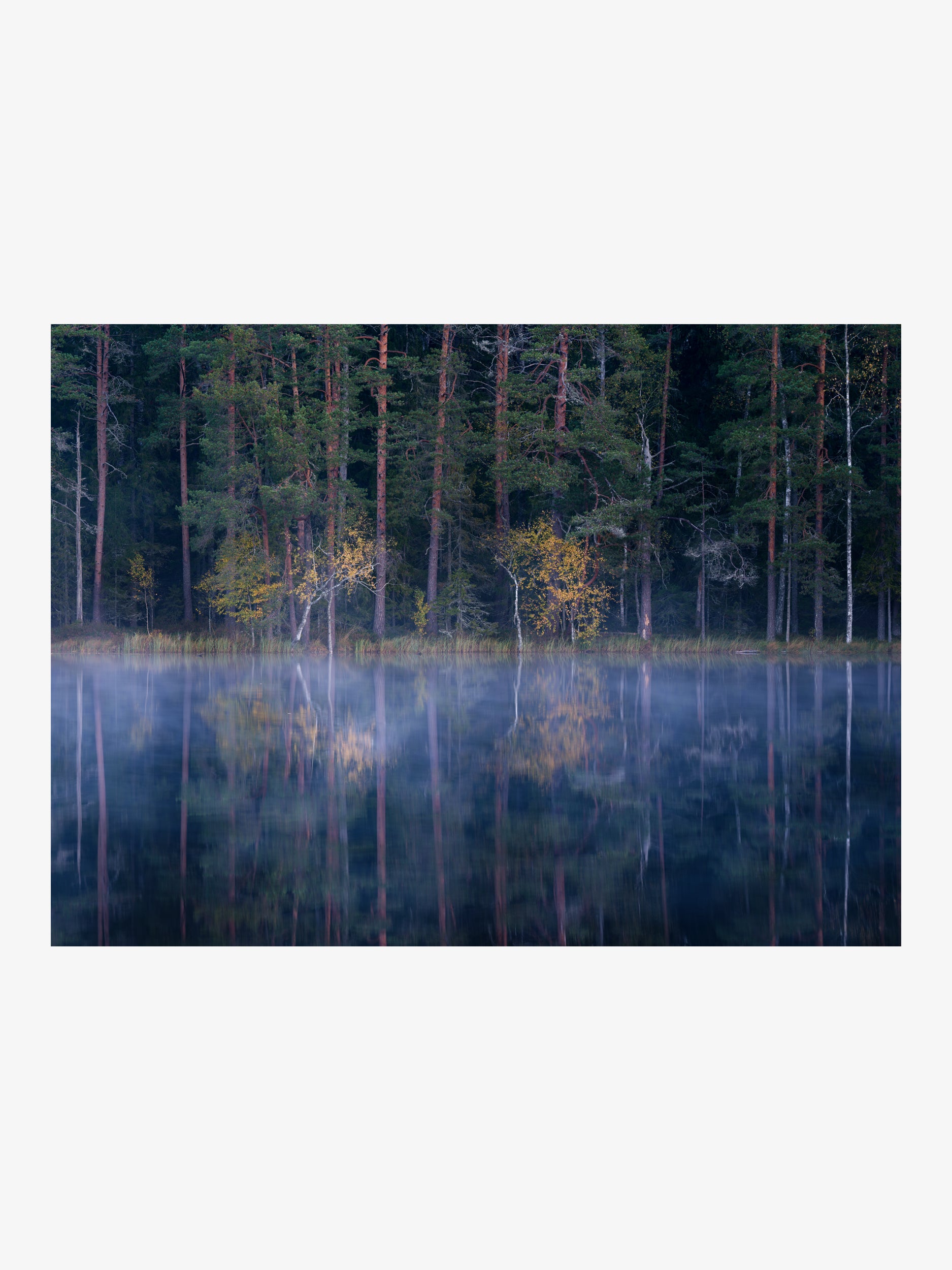 Misty Lake with Pine Forest Reflection Wall Art Print