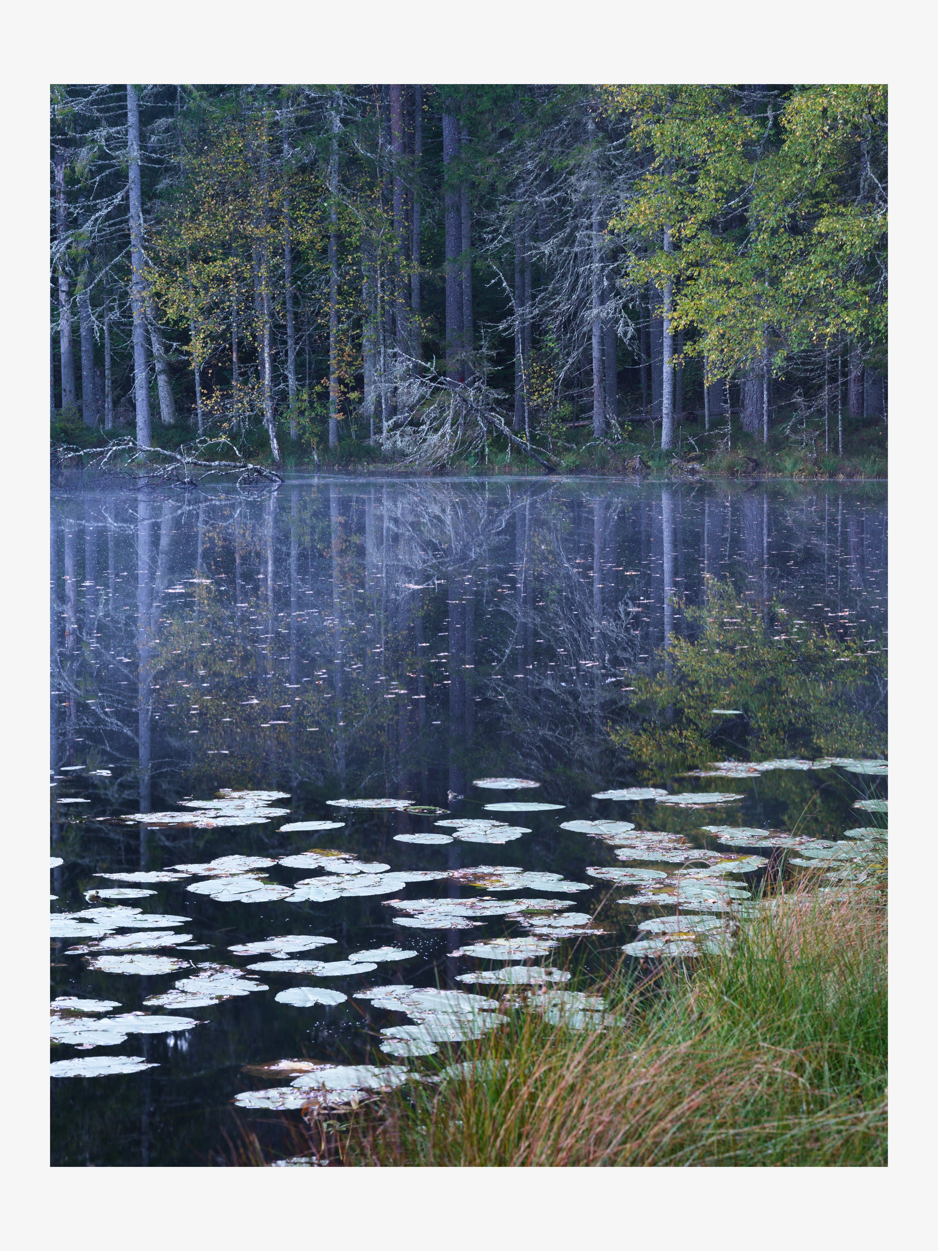 Forest Lake with Water Lilies Reflection Wall Art Print