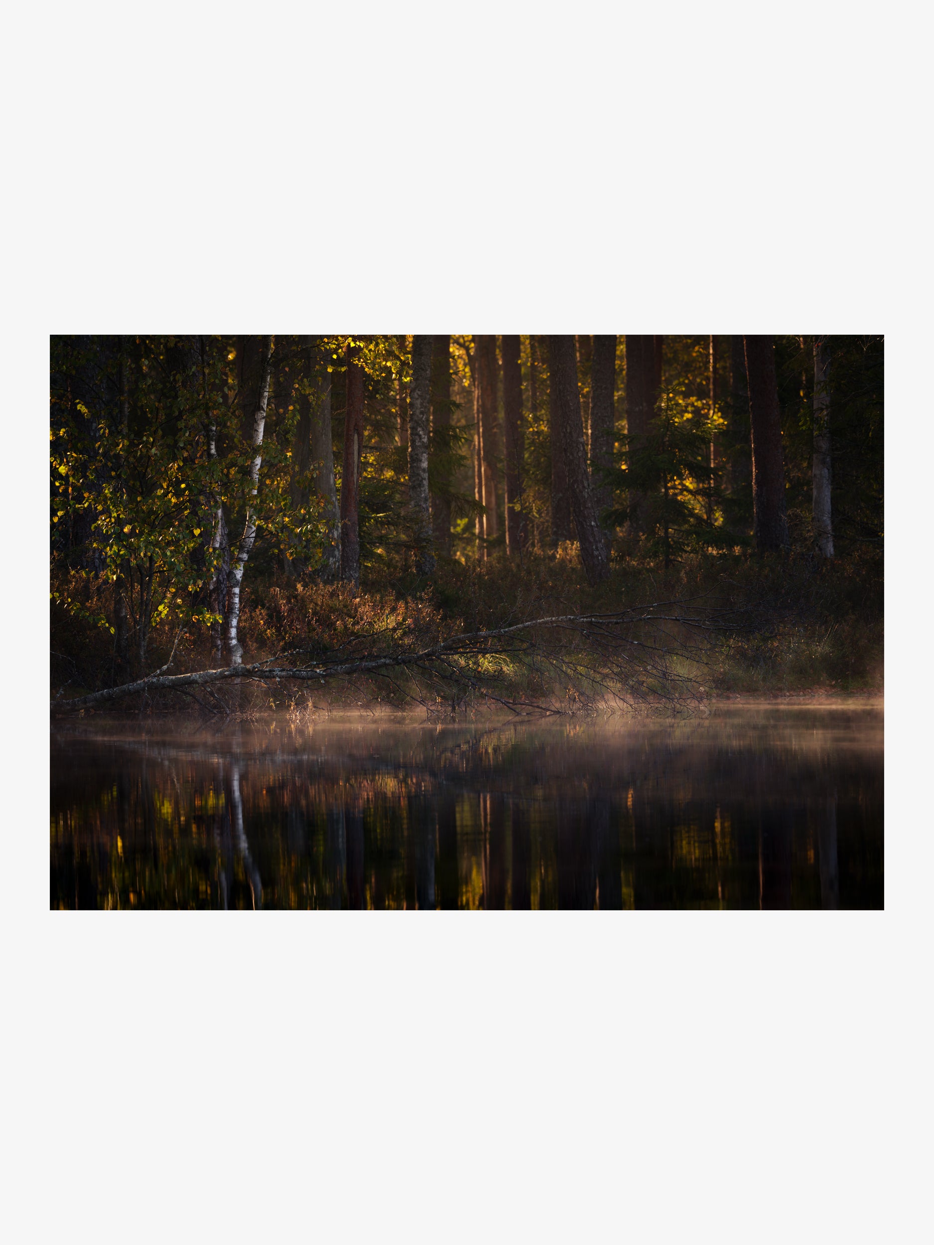 Autumn Forest by the Water with Morning Light Wall Art Print