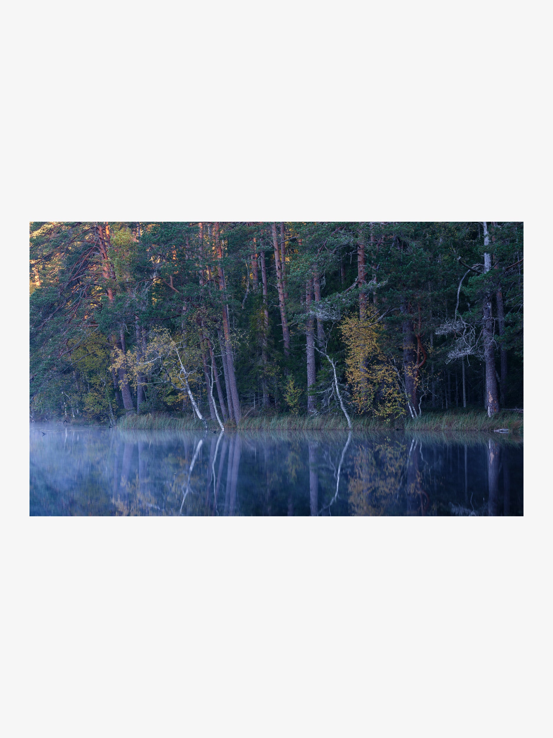 Misty Lake by Pine Forest Reflection Wall Art Print