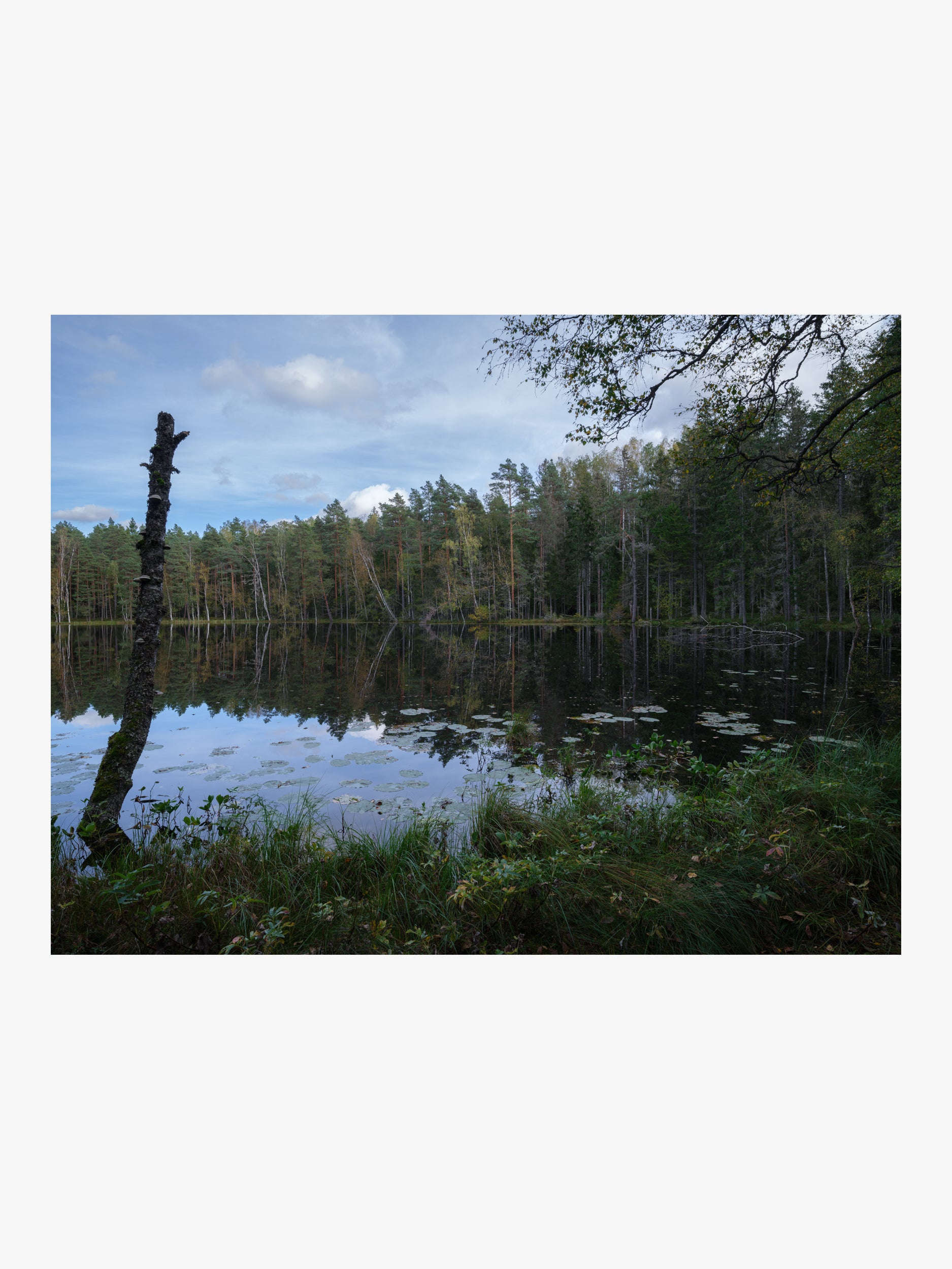 Calm Forest Lake with Tree Reflections Wall Art Print