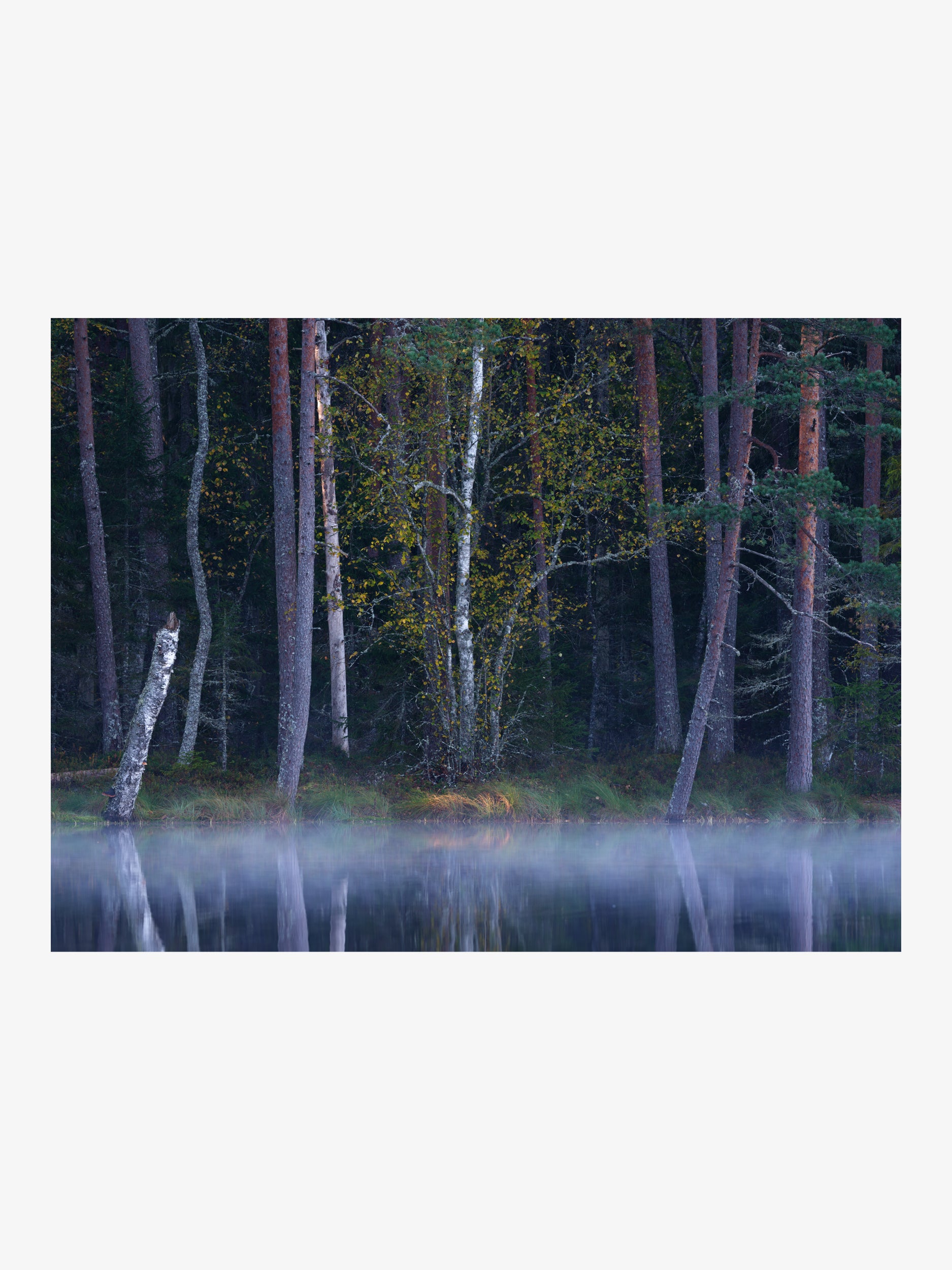 Misty Forest Lake with Birch Trees Wall Art Print
