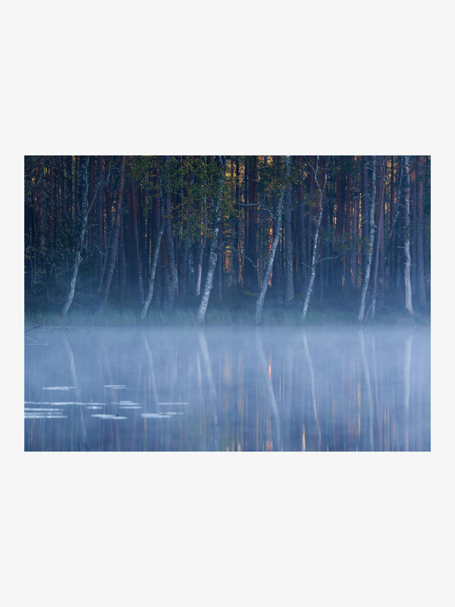 Misty Forest Lake Wall Art with Birch Trees Reflection