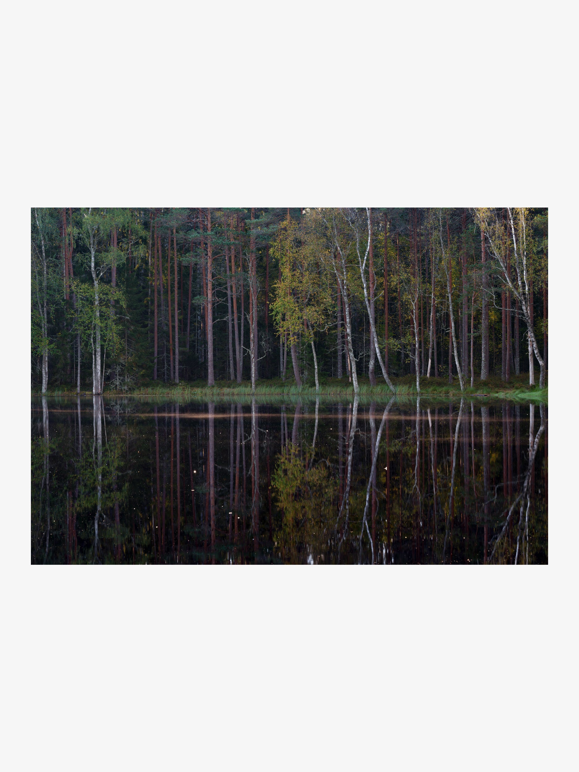Calm Forest Lake Reflection Wall Print with Pine and Birch Trees