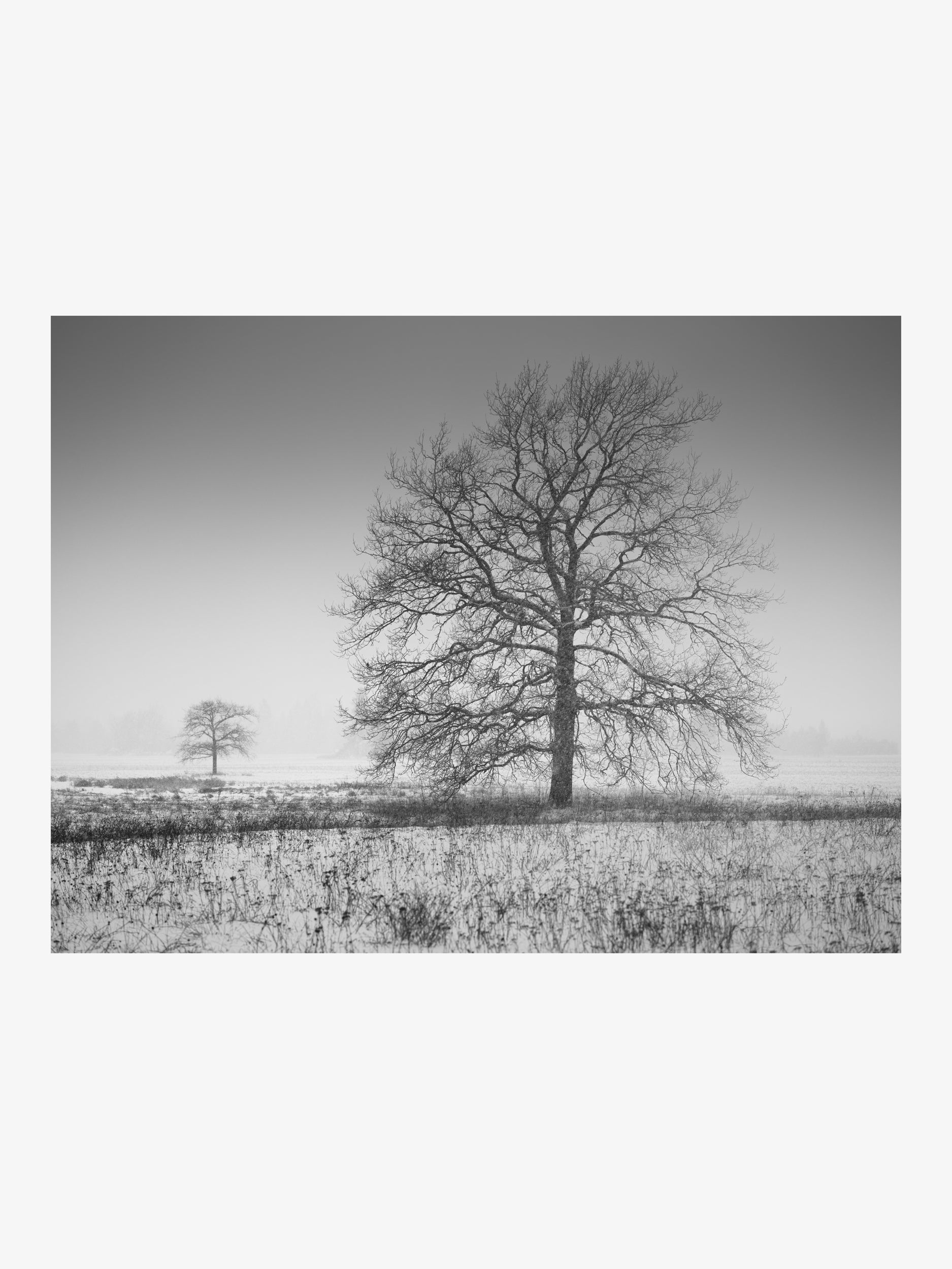Two Trees in a Winter Field