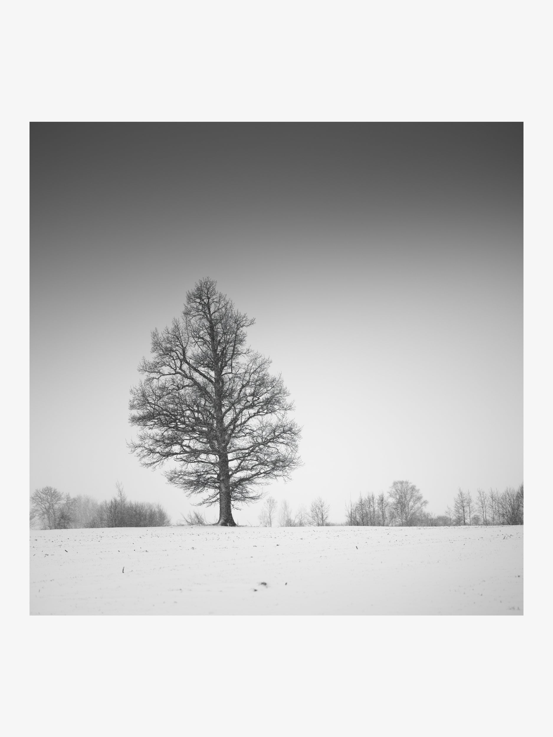 Lone Tree in a Snowy Field – Minimalist Fine Art Print