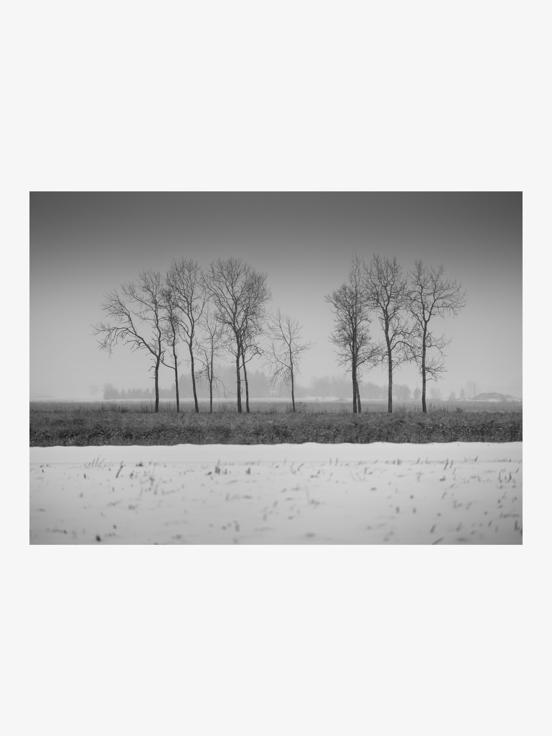Group of Trees in Winter Fog – Black and White Wall Print