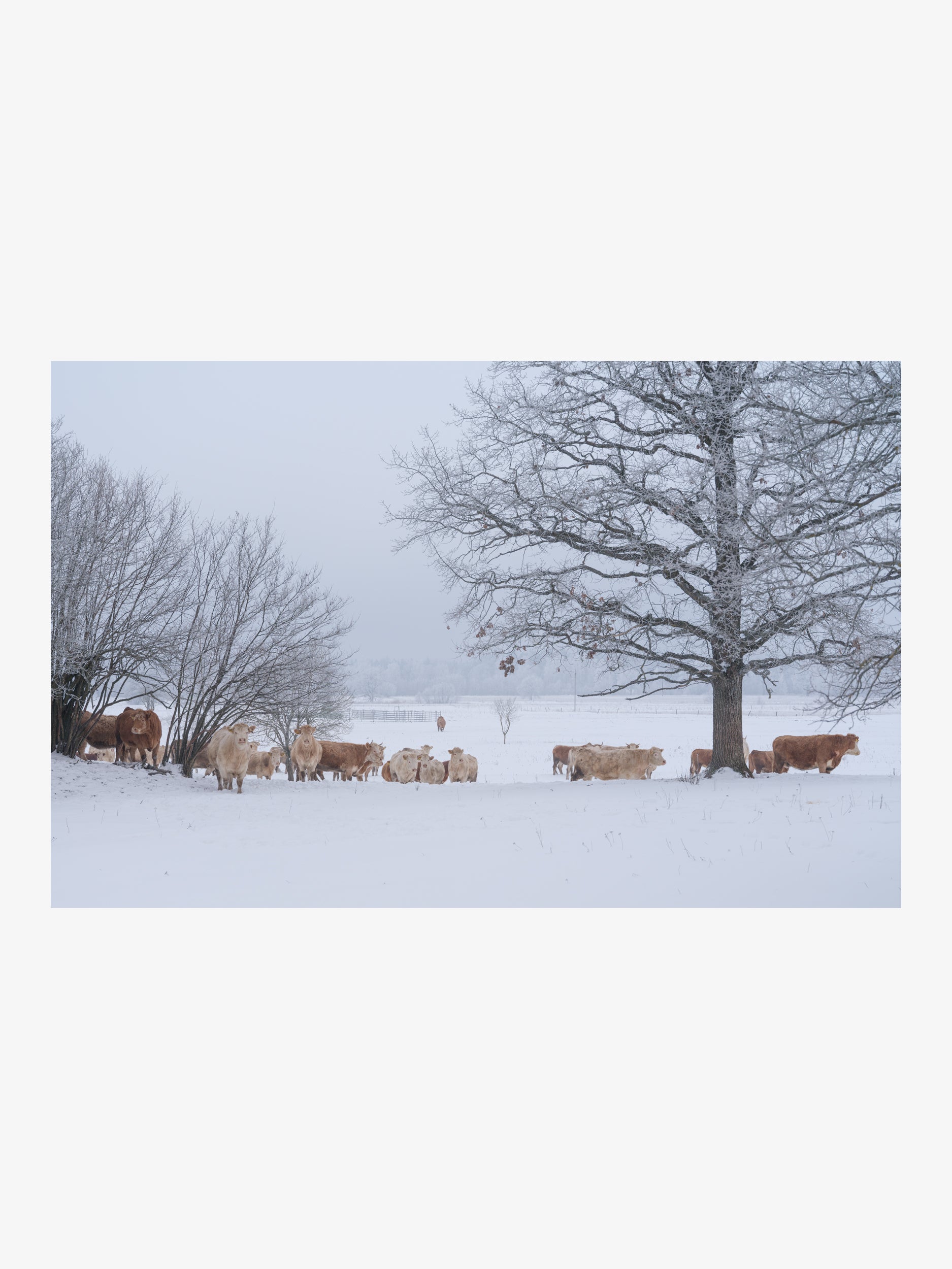 Herd of Cows on a Snowy Pasture – Fine Art Print