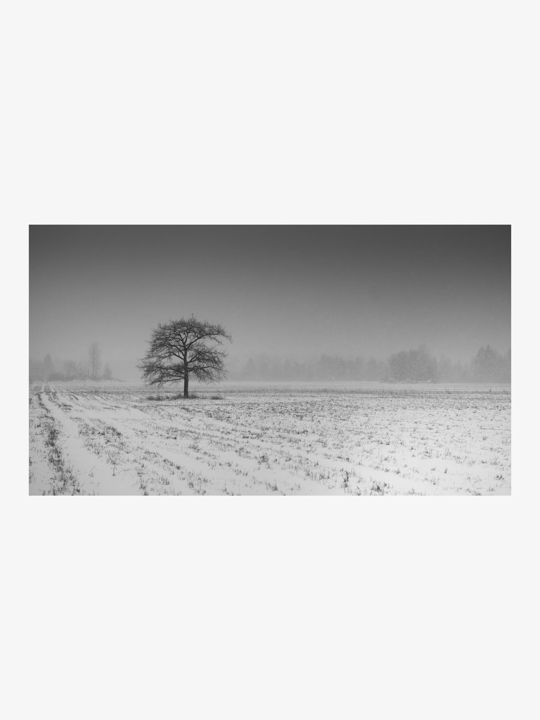 Lone Tree in a Foggy Winter Field – Panoramic Wall Art