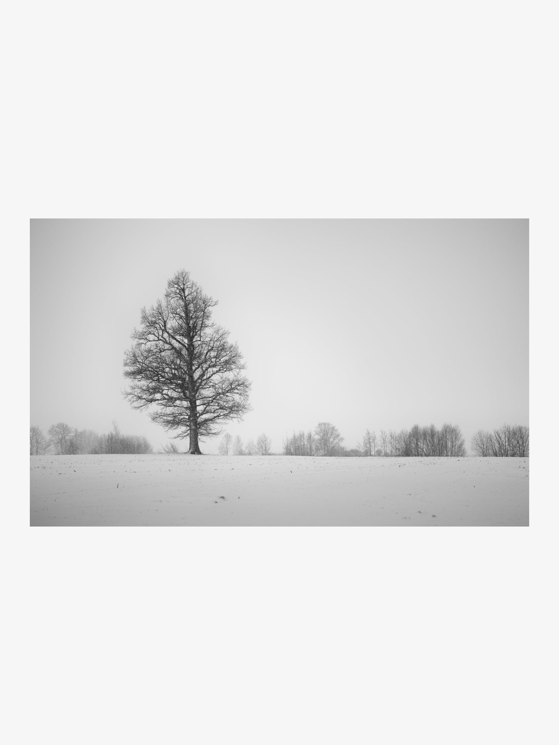 Solitary Tree in a Winter Field