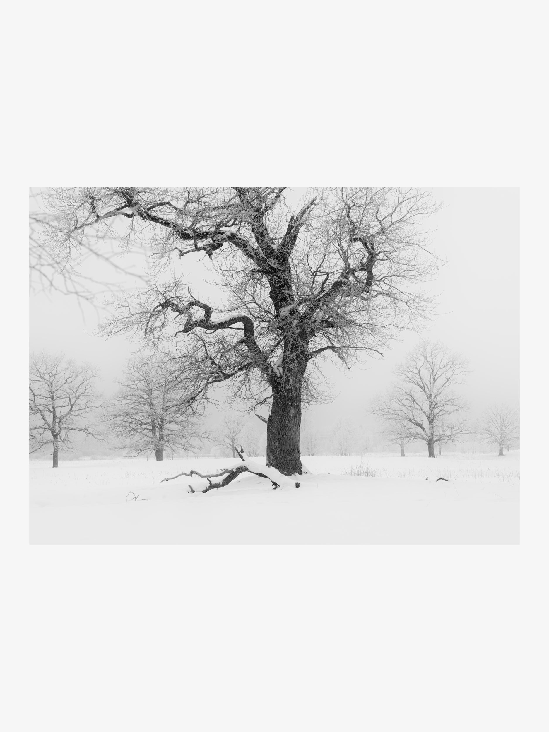 Old Tree in Winter Mist