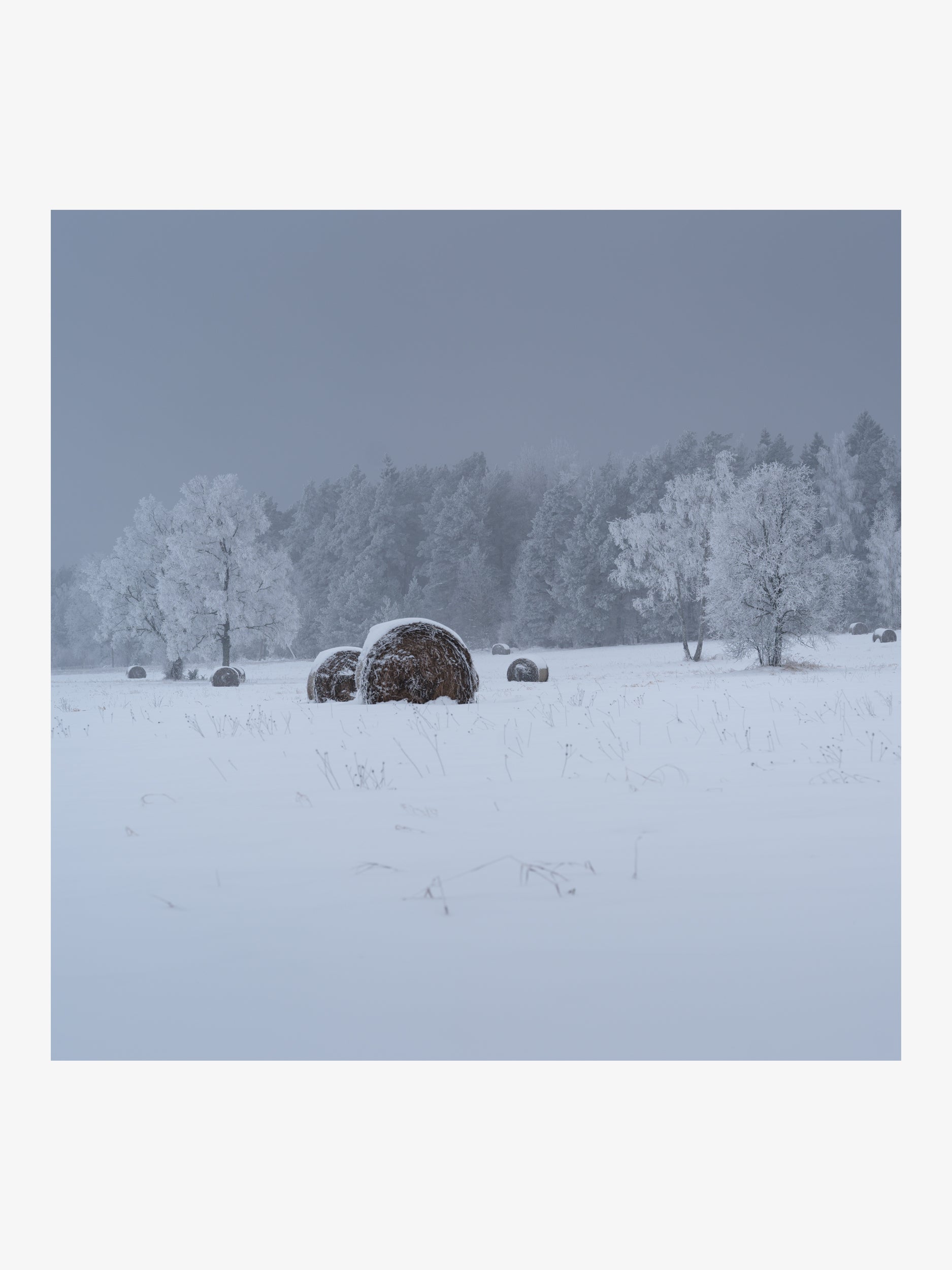 Hay Bales in a Snowy Field with Frost-Covered Trees