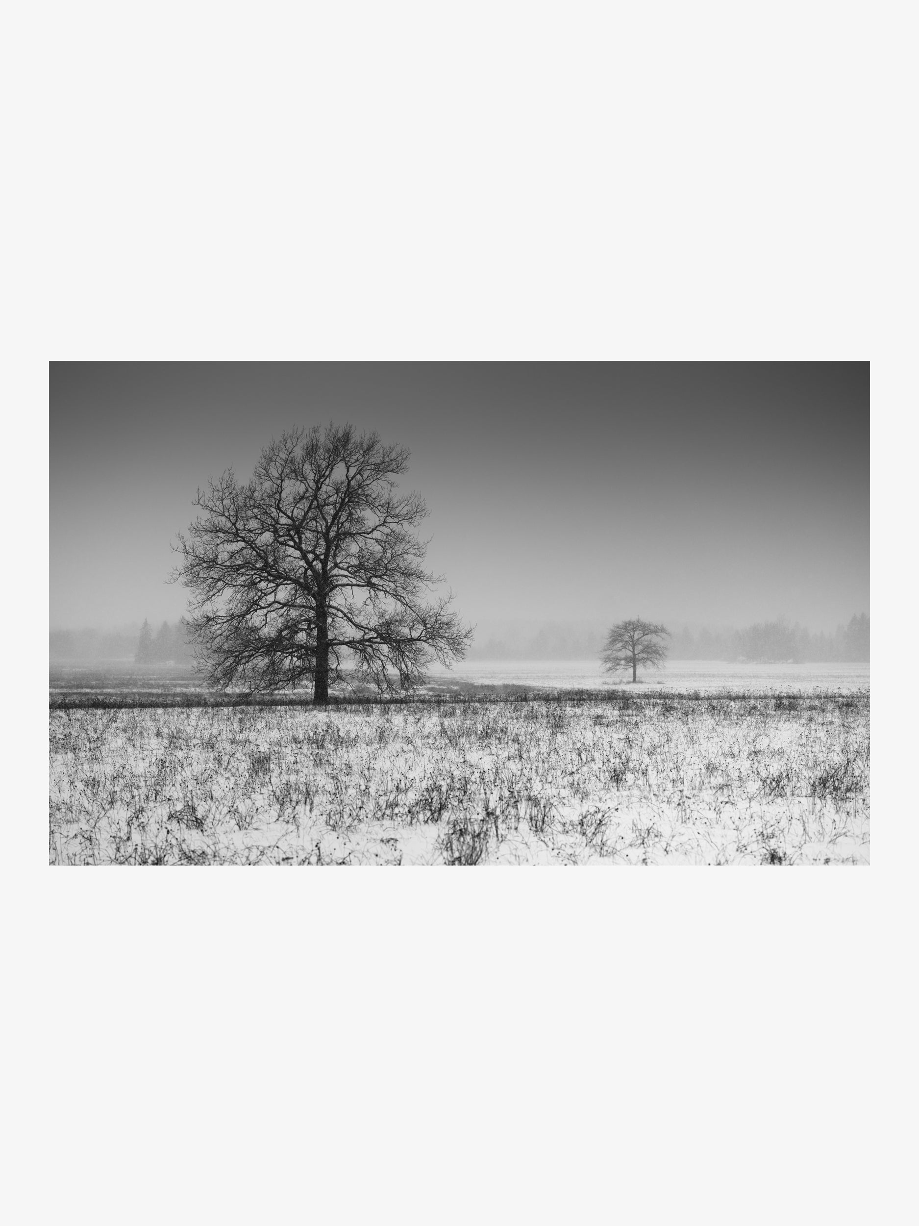 Two Trees in Winter Fog