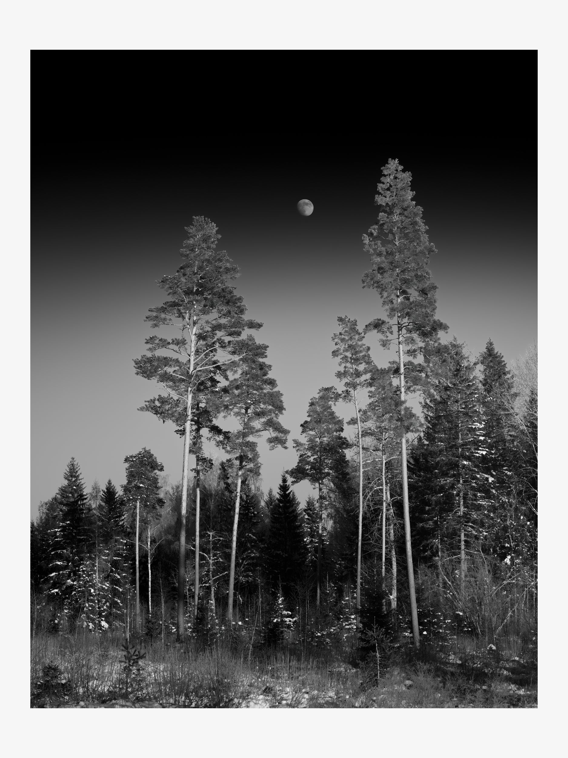 Winter Forest with the Moon